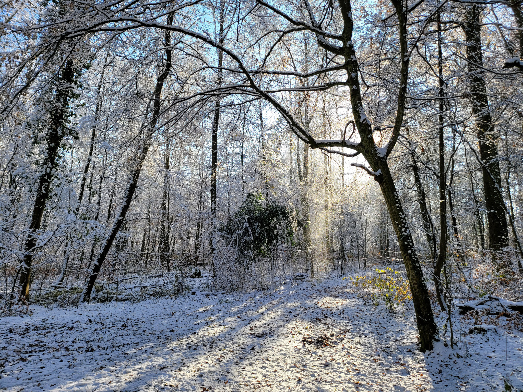 Lichtspiel im Seewald, 03.12.2023, J. Völlm