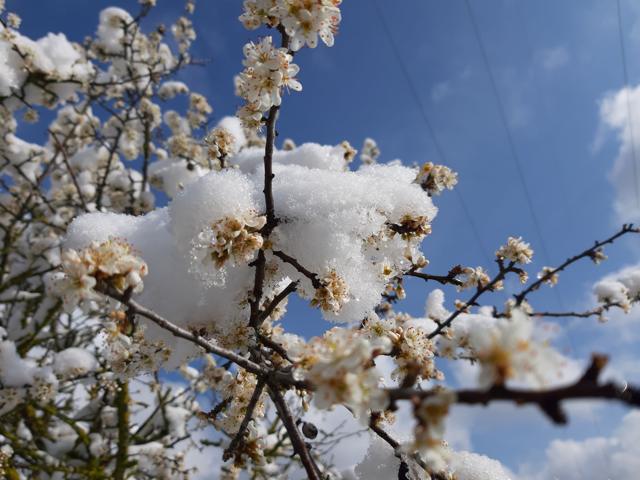 Blüten mit Schnee, 03.04.2022, Hühnerberg, J. Völlm