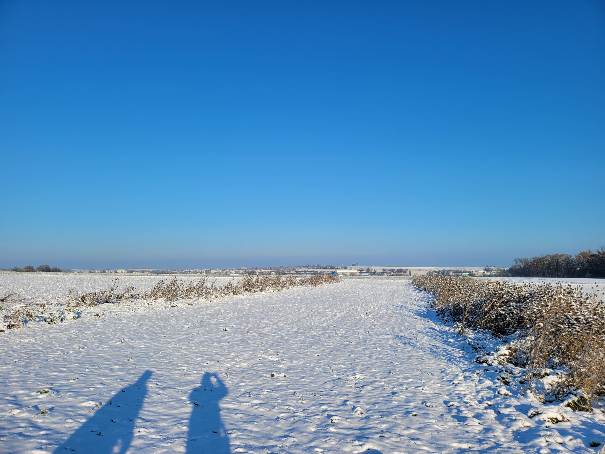 Brachstreifen im Gewann Waldfeldle, Korntal Nord, 03.12.2023, J. Völlm