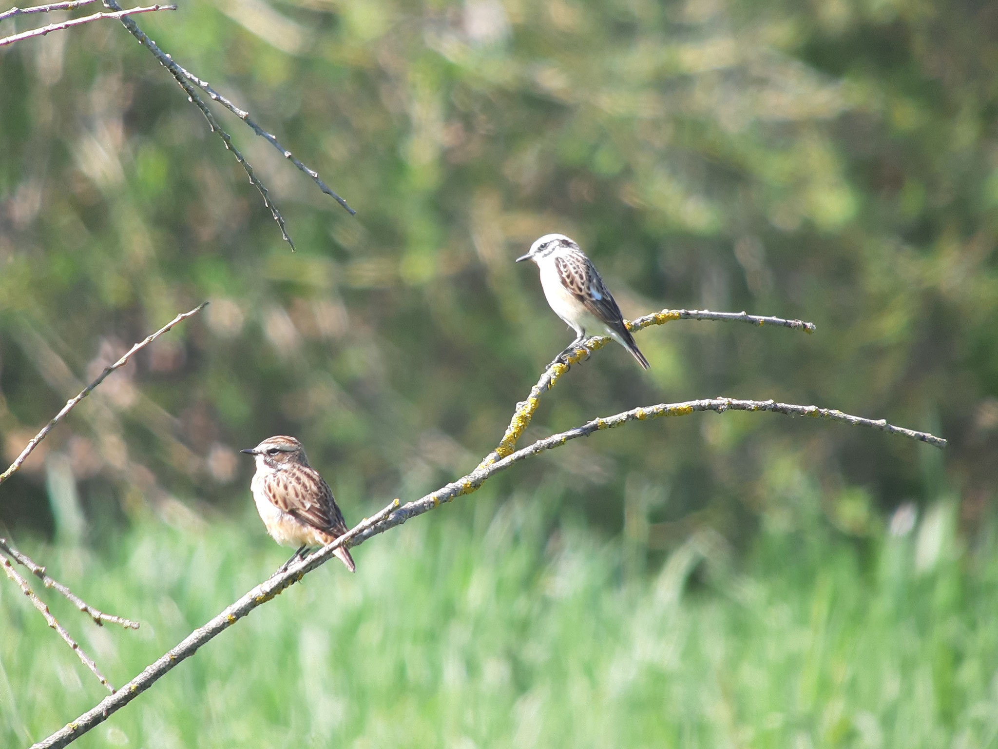 Braunkehlchen am Aischbachgraben Ost, 18.04.2022, J. Völlm