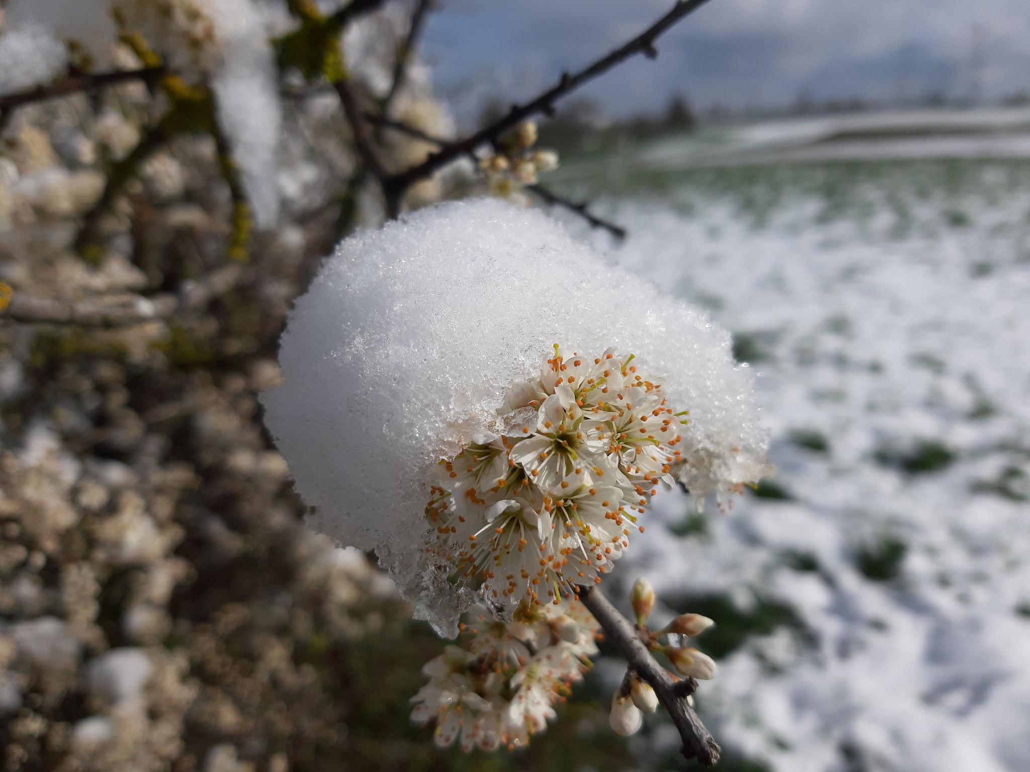 Blüten mit Schnee, 03.04.2022, Hühnerberg, J. Völlm