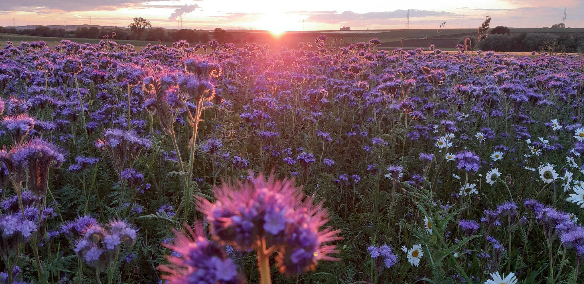 Phaceliablüte im Sonnenuntergang, 25.05.2024, J. Völlm