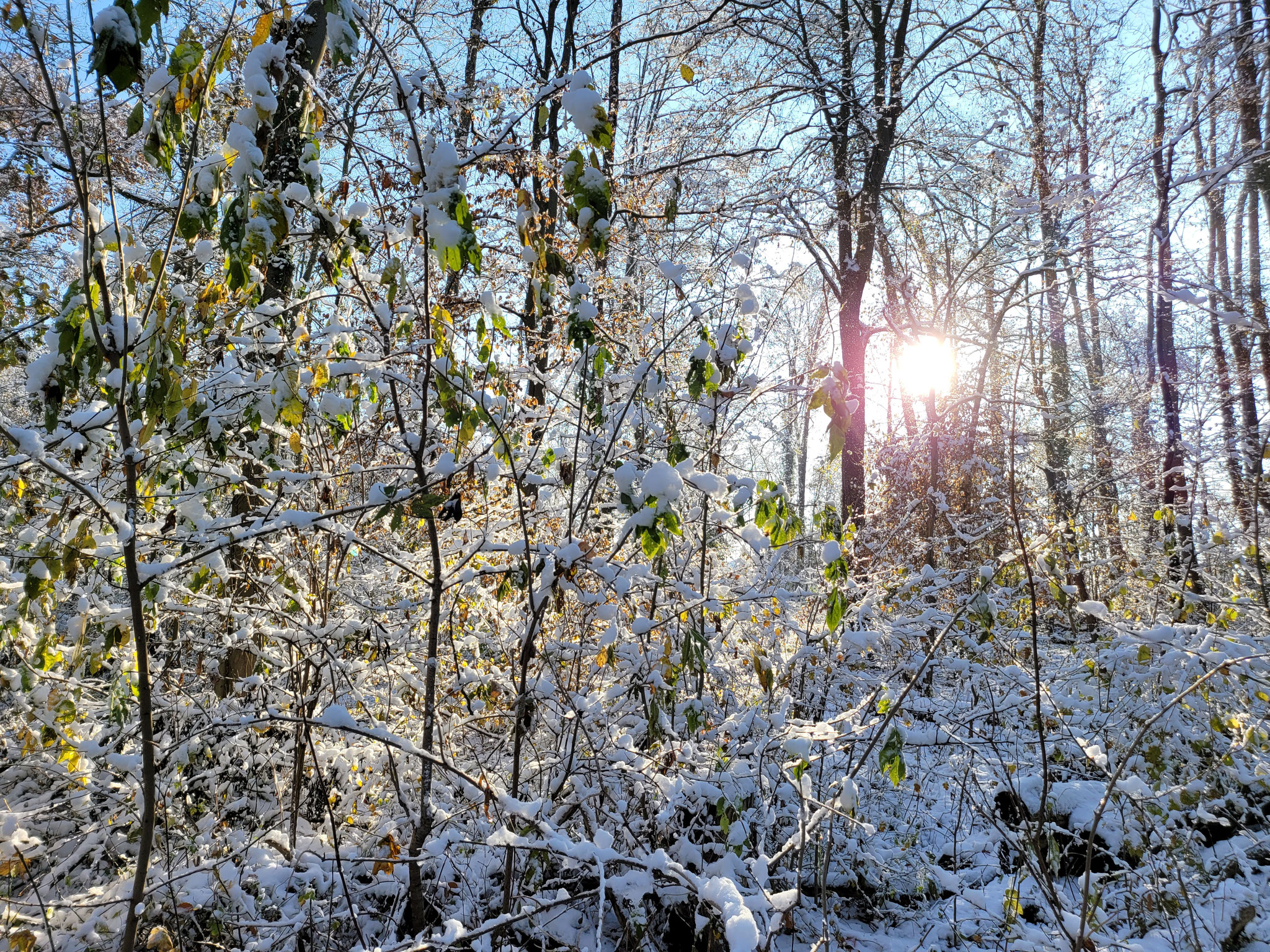 Lichtspiel im Seewald, 03.12.2023, J. Völlm