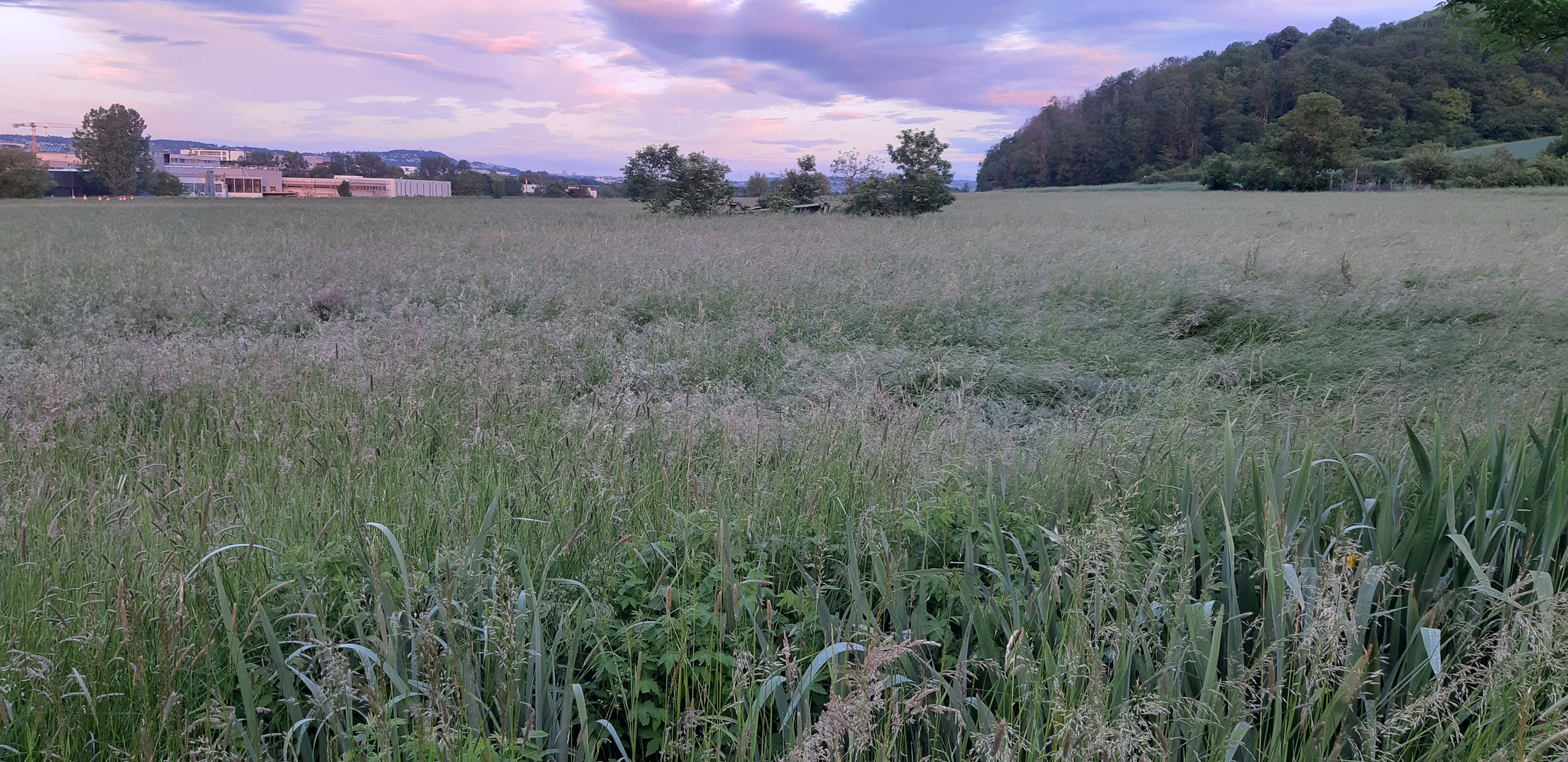 Blick nach Westen in den Gschnaidtwiesen, 19.05.2024, J. Völlm