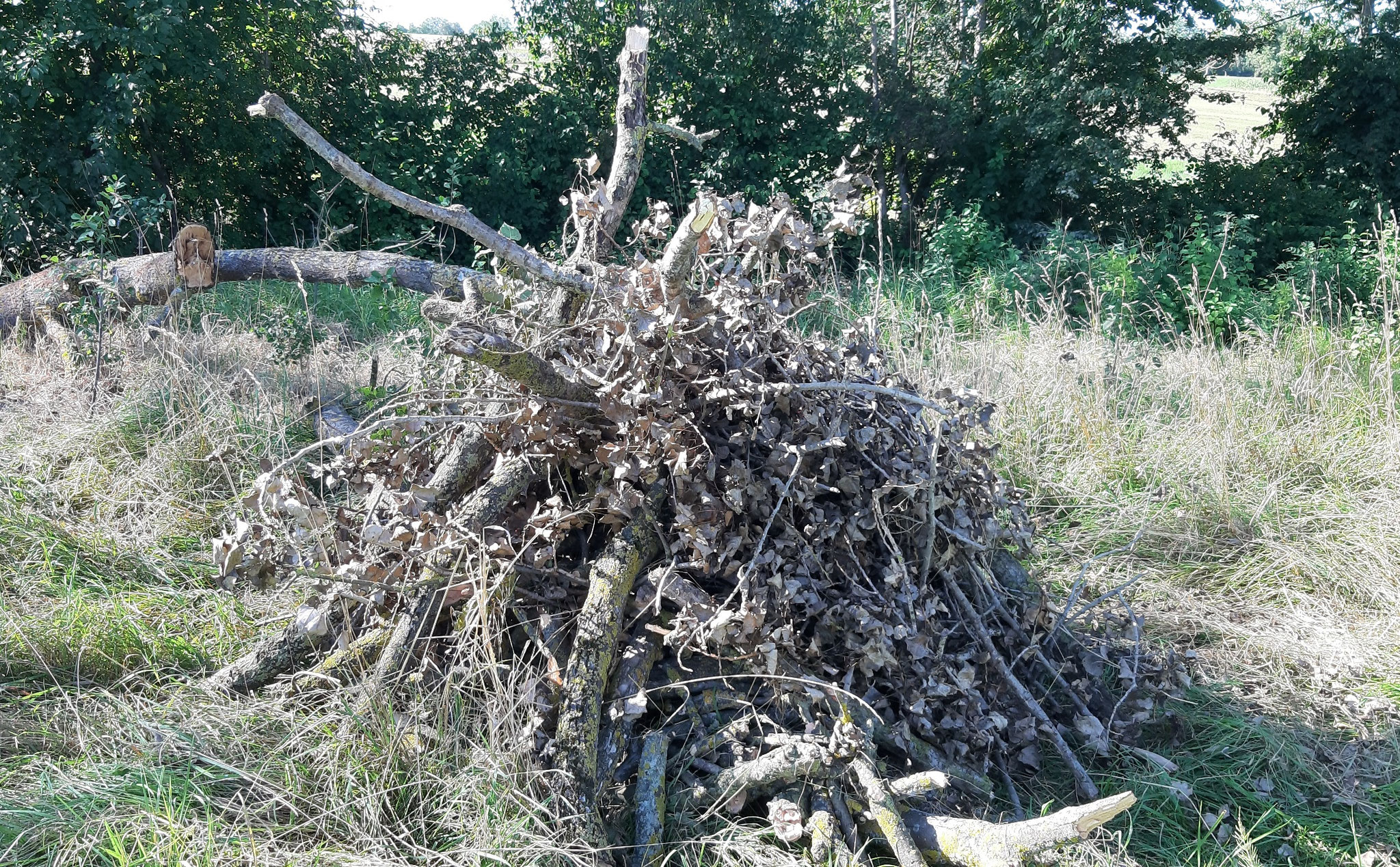 Von uns am 11.08.2024 angelegter Holzhaufen aus Sturmholz, Aischbachtal, J. Völlm