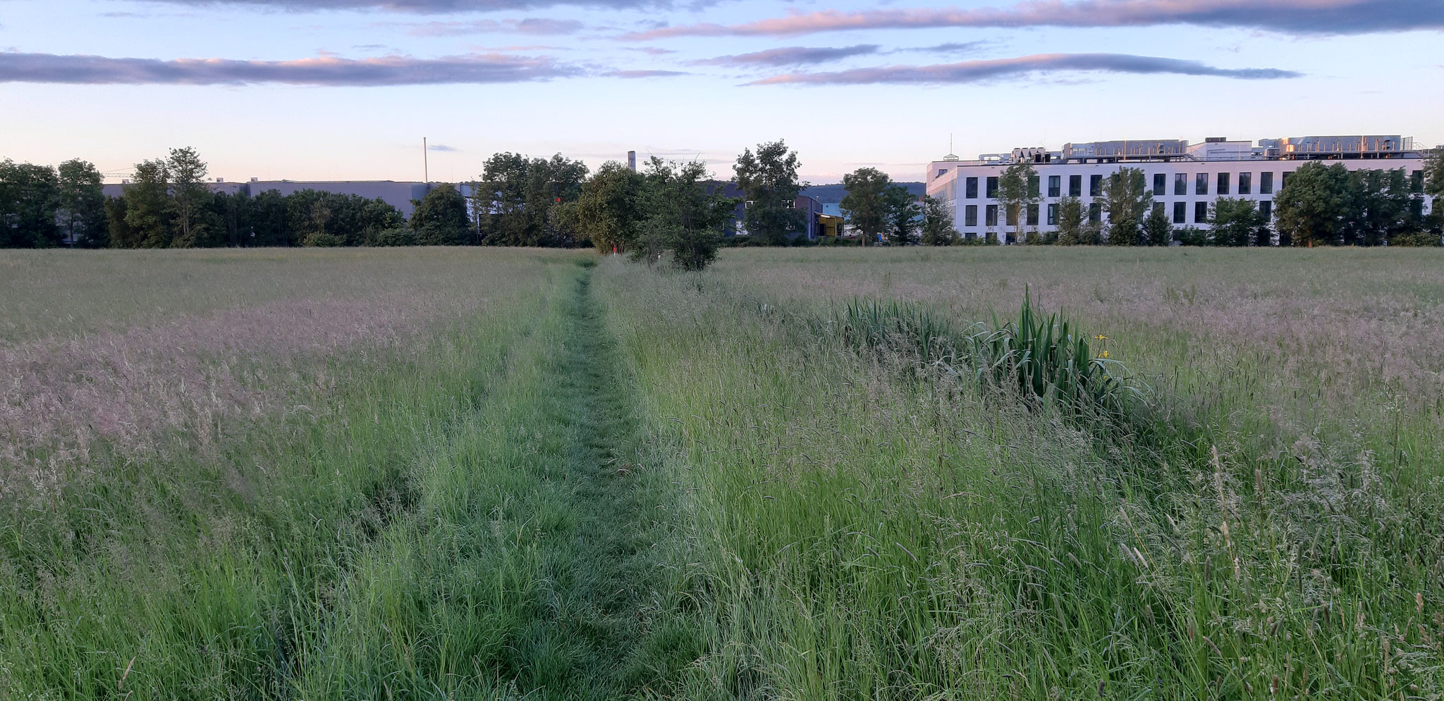 Blick nach Süden in den Gschnaidtwiesen; im Hintergrund das Gewerbegebiet Weilimdorf, 19.05.24, J. Völlm