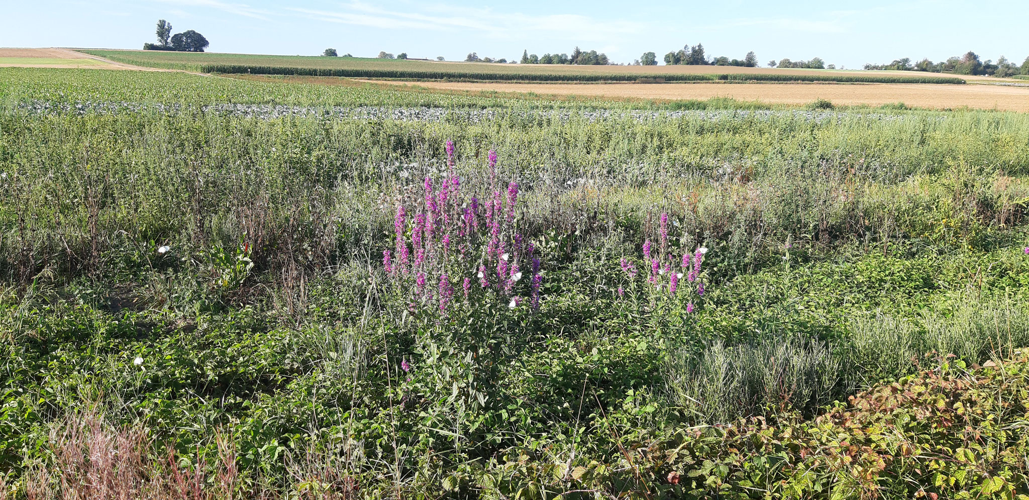 Blutweiderich mit Weißlingen in Ruderalfläche am Aischbachgraben Ost. Im Hintergrund der Kaiserstein, 11.08.2024, J. Völlm