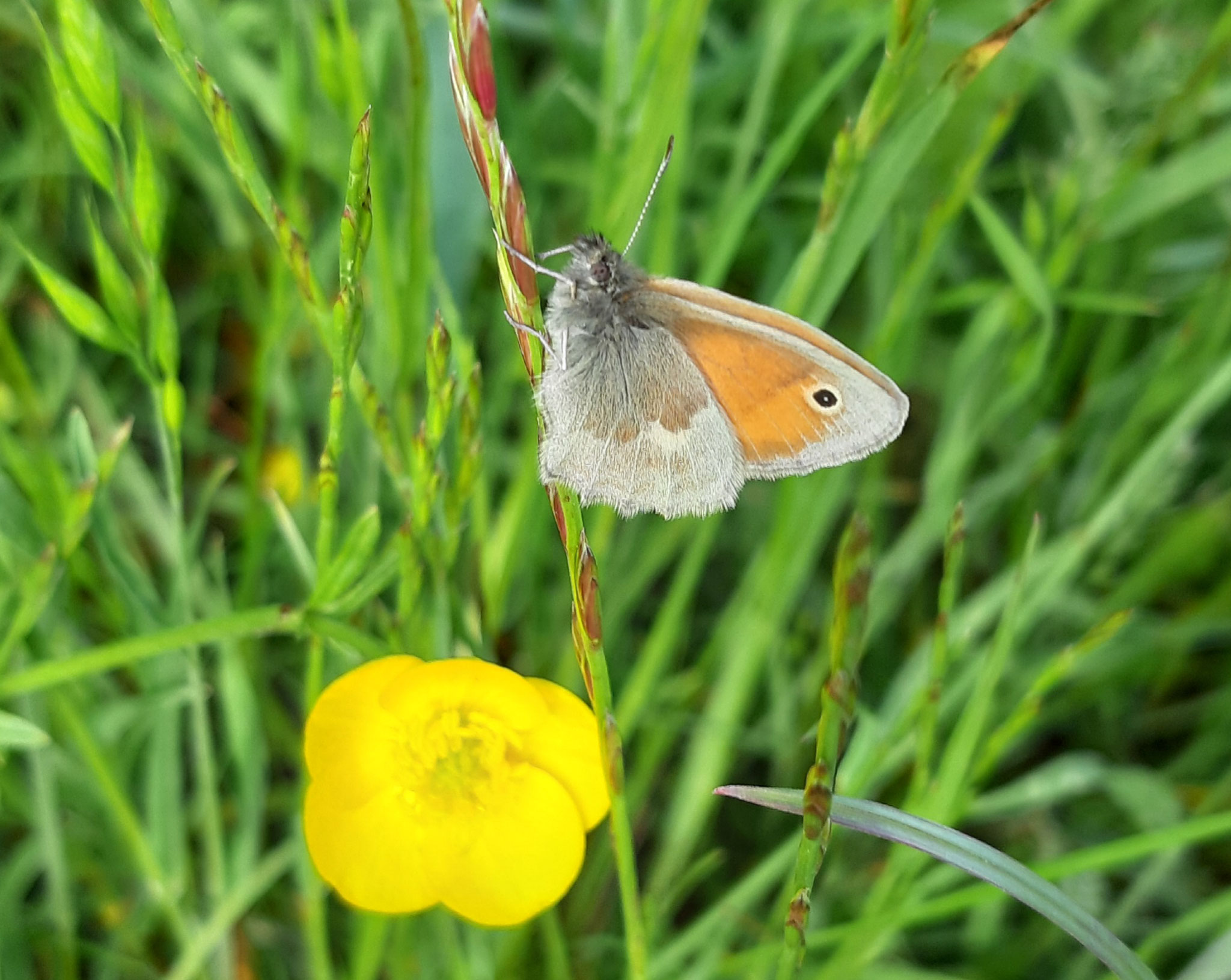 Kleines Wiesenvögelchen, 22.05.2021, J. Völlm