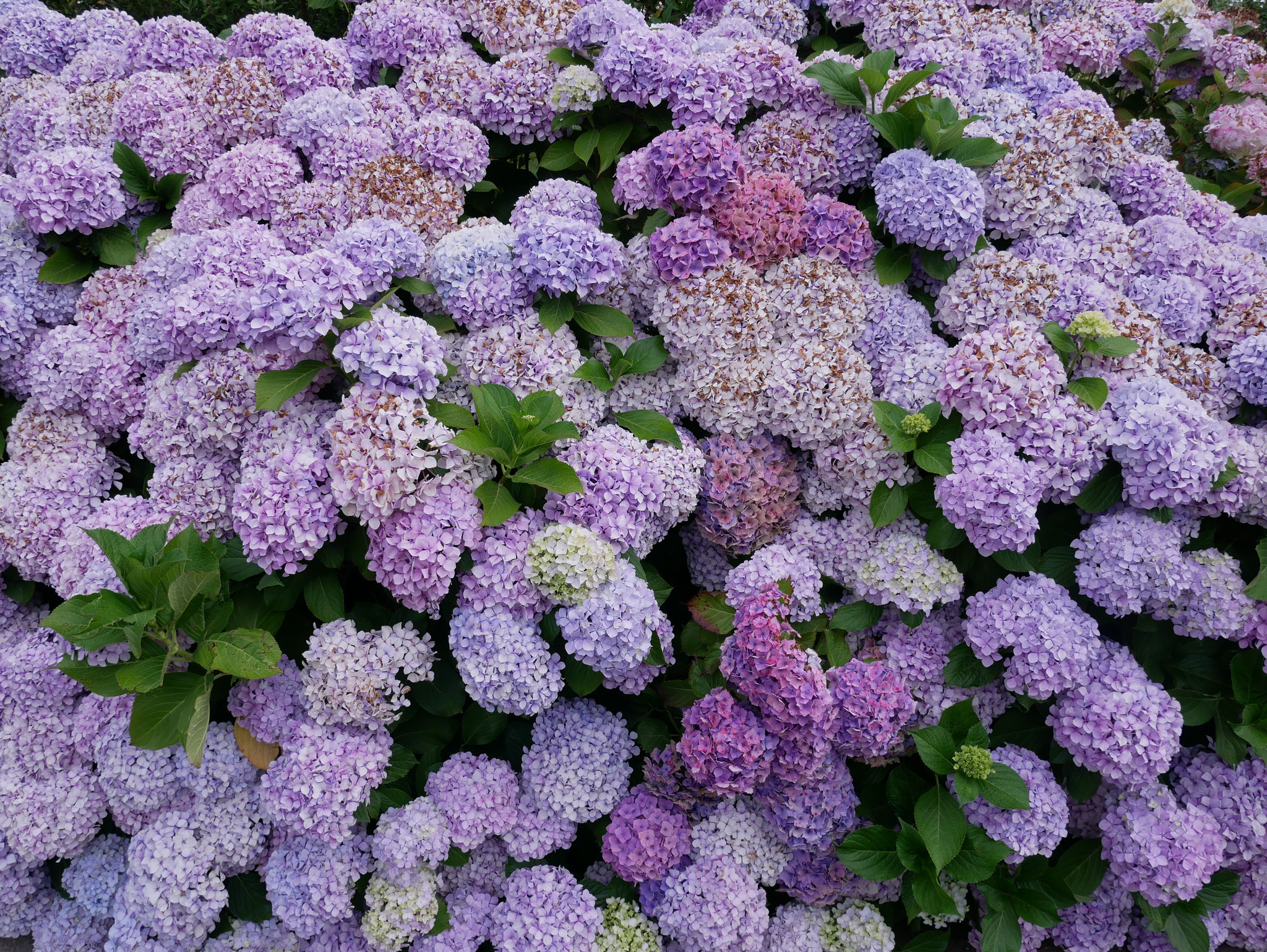 Hortensias, Locquirec