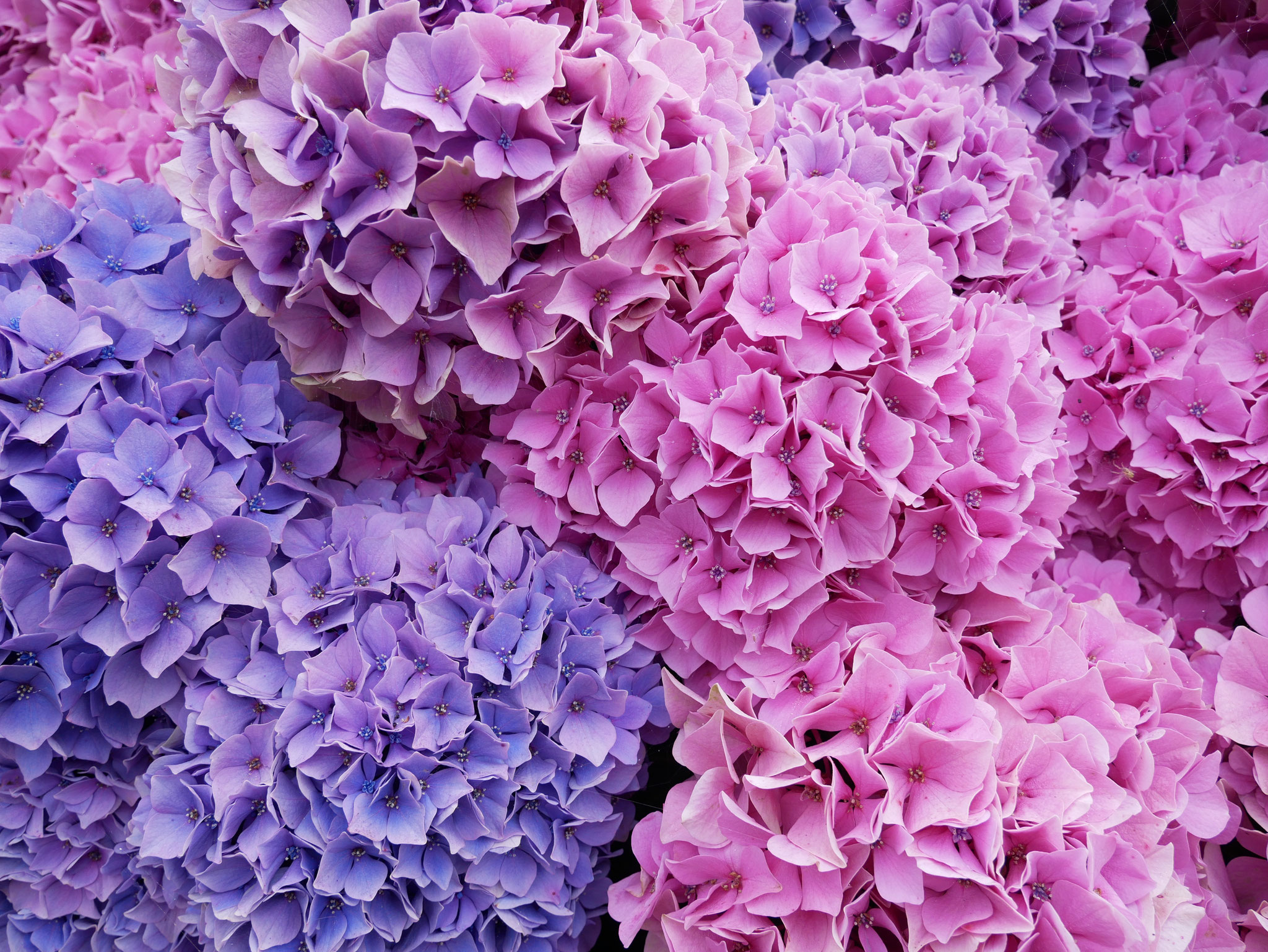 Hortensias, Locquirec