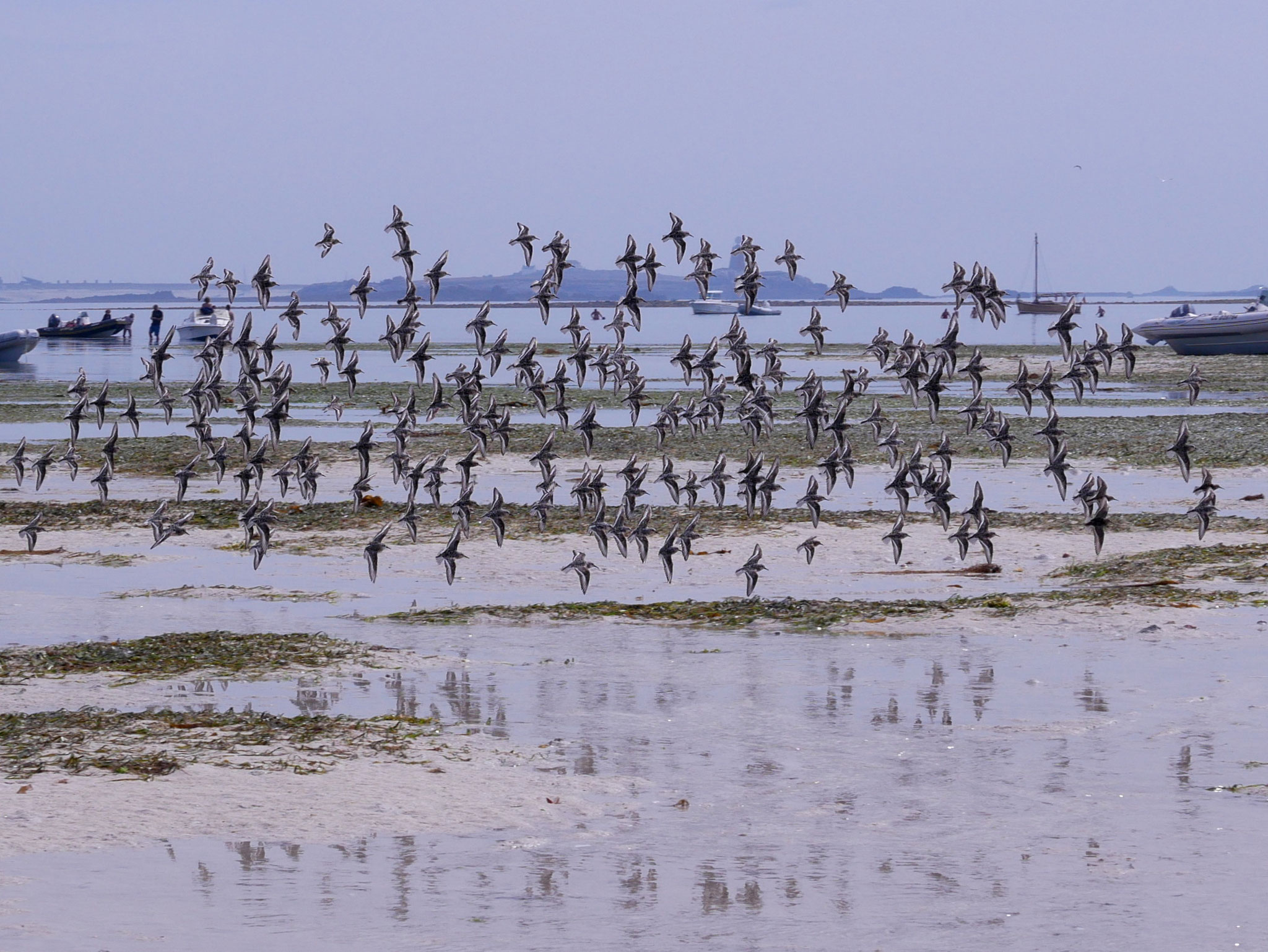 Les Glénans, île du Loch