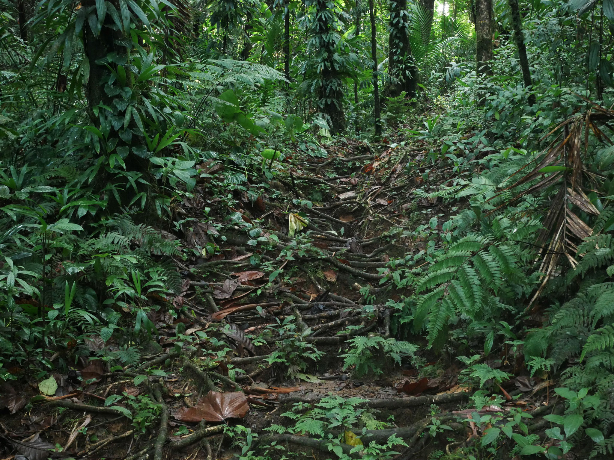 Le chemin sur un entrelacs de racines