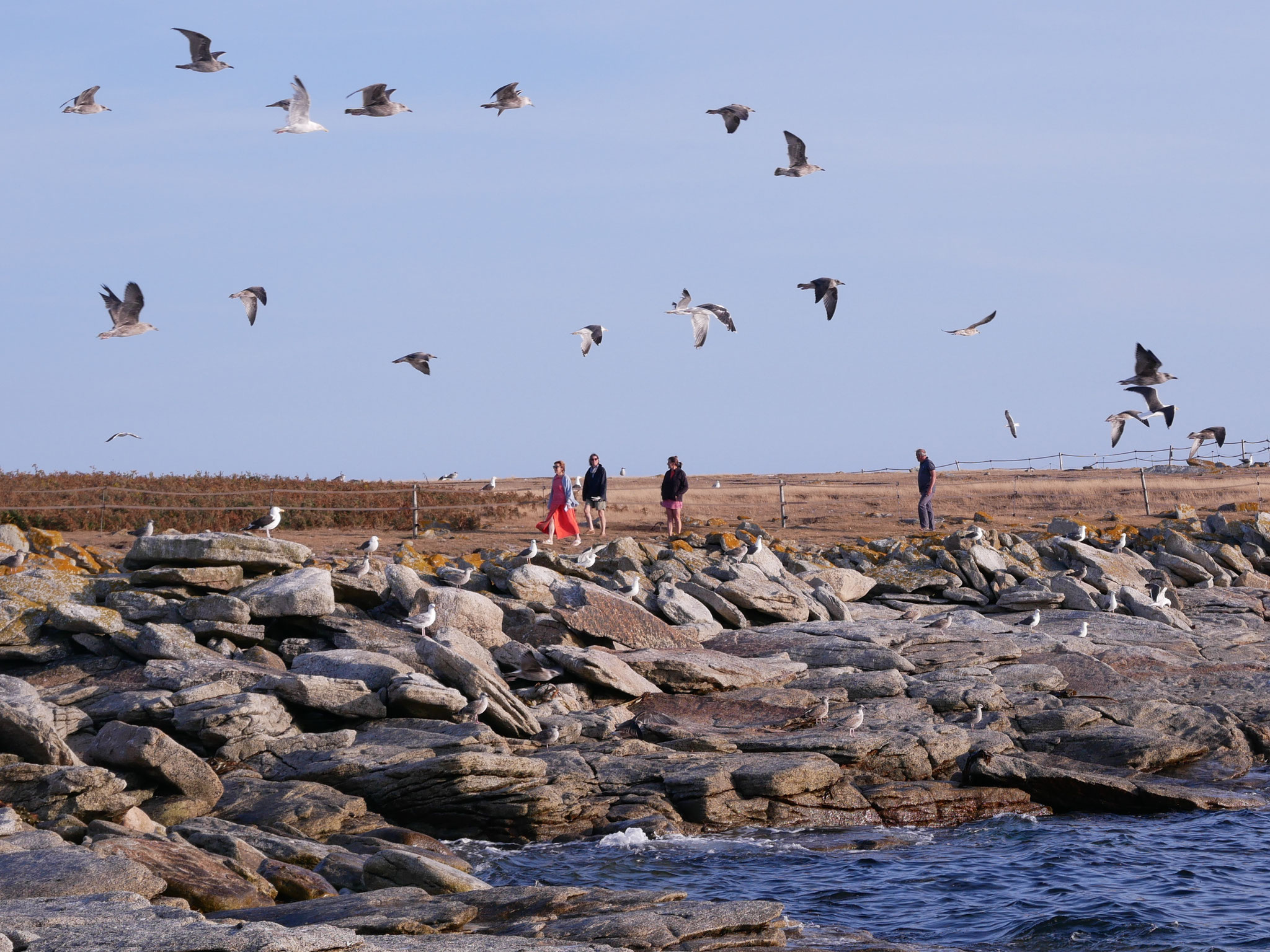 L'île aux oiseaux