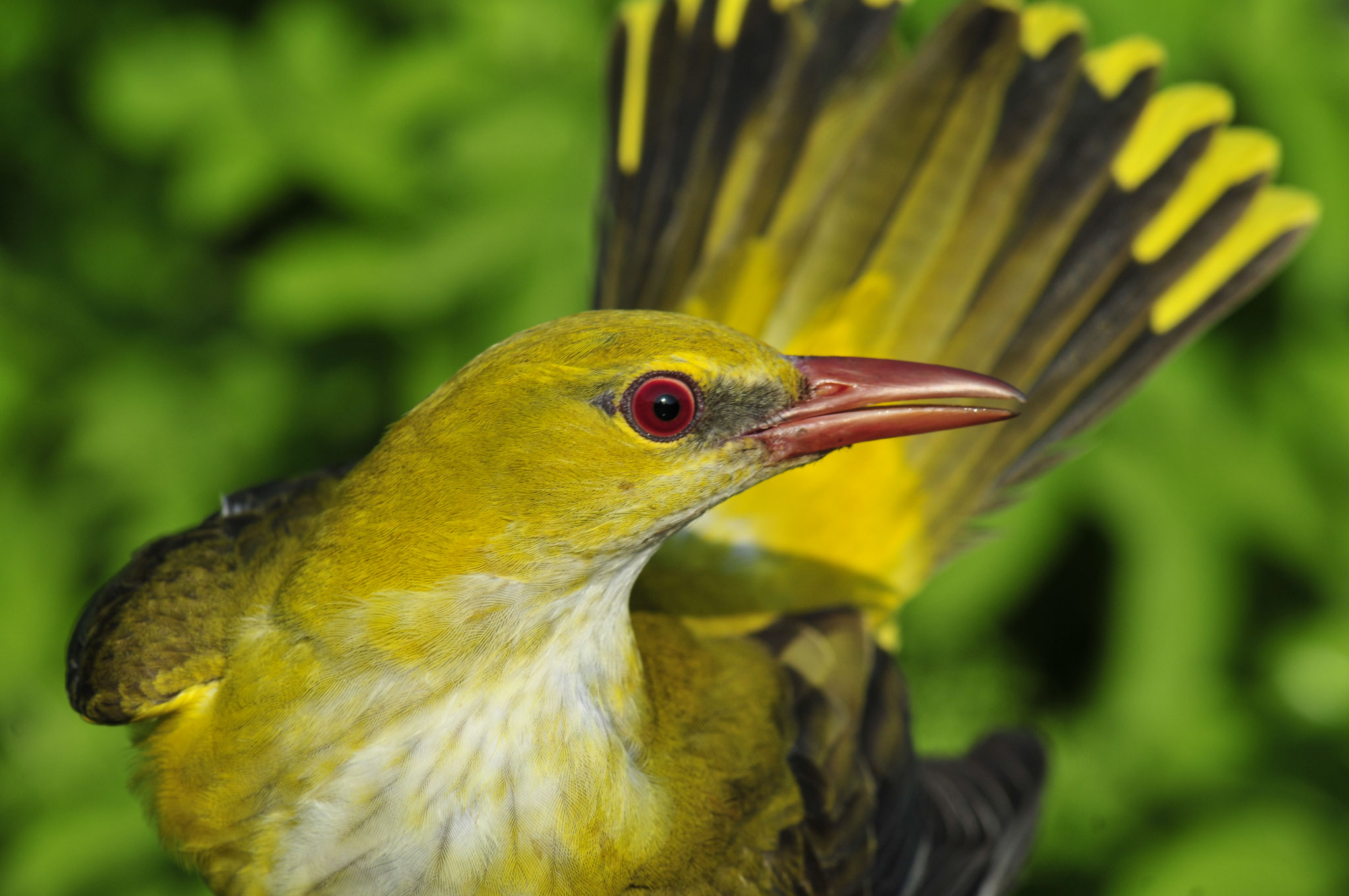 Biologische Station Greifswalder Oie Verein Jordsand e.V.
