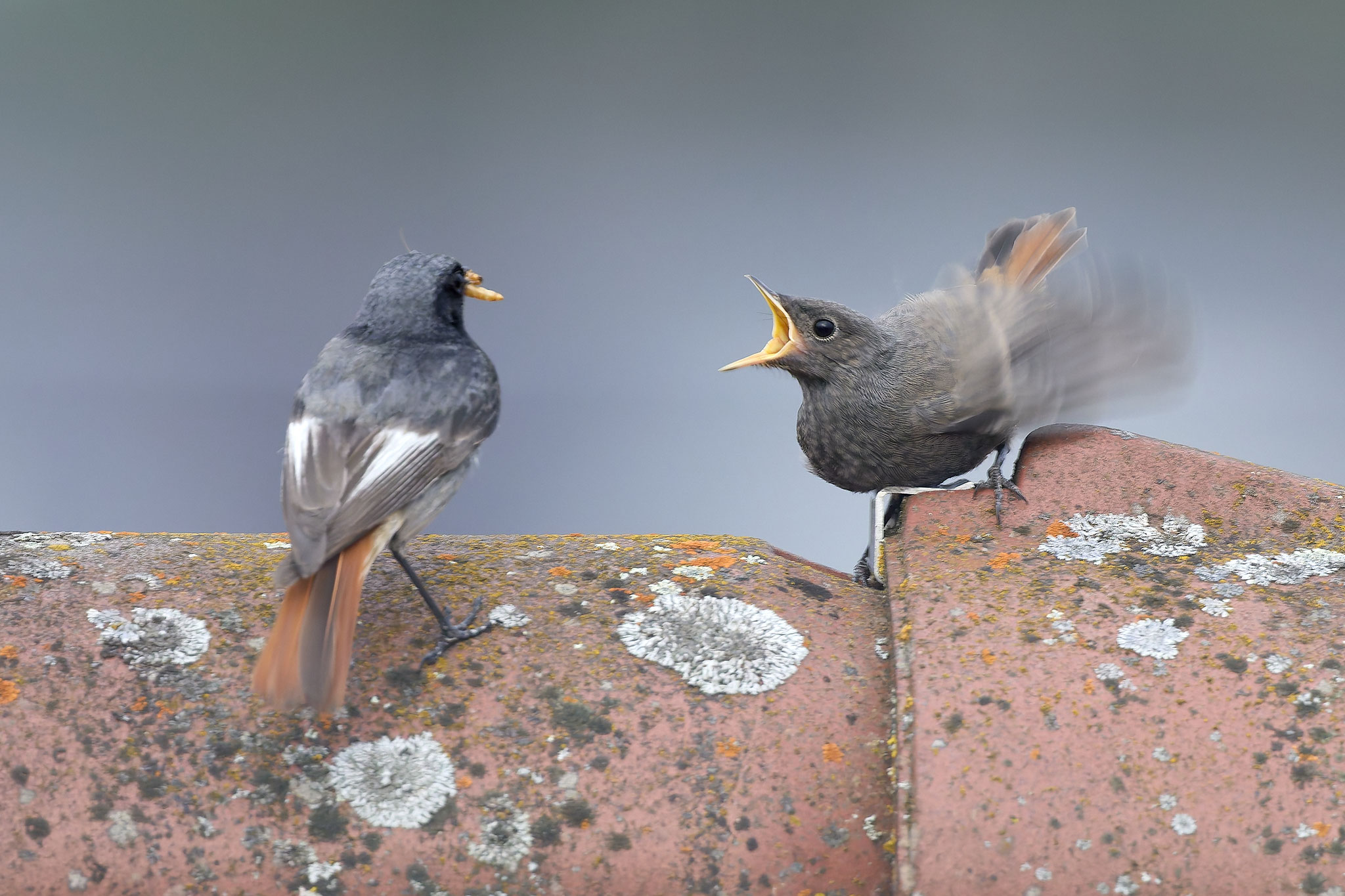 Foto: Iris Weeber