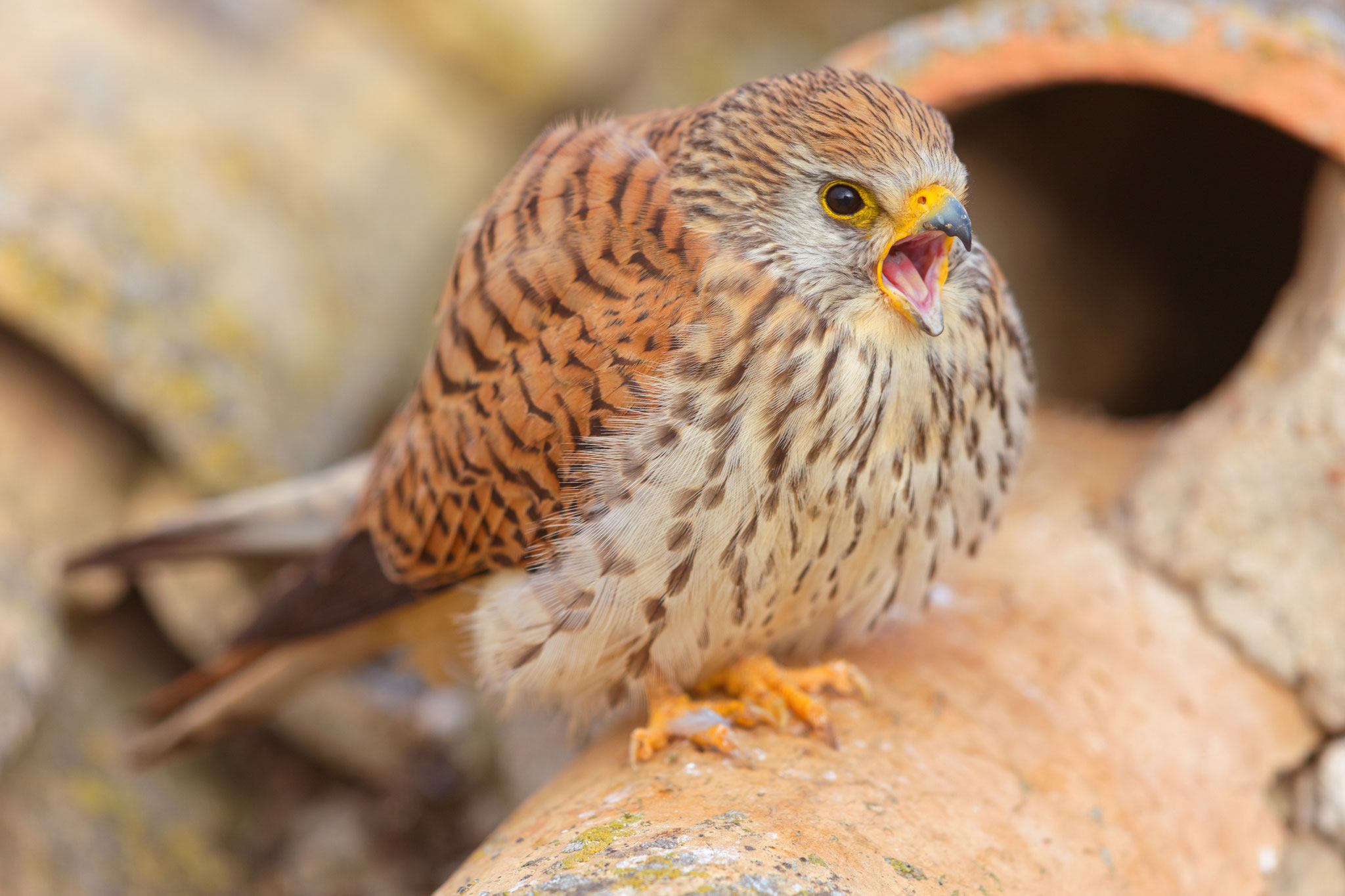 Foto: Mathias Schaef