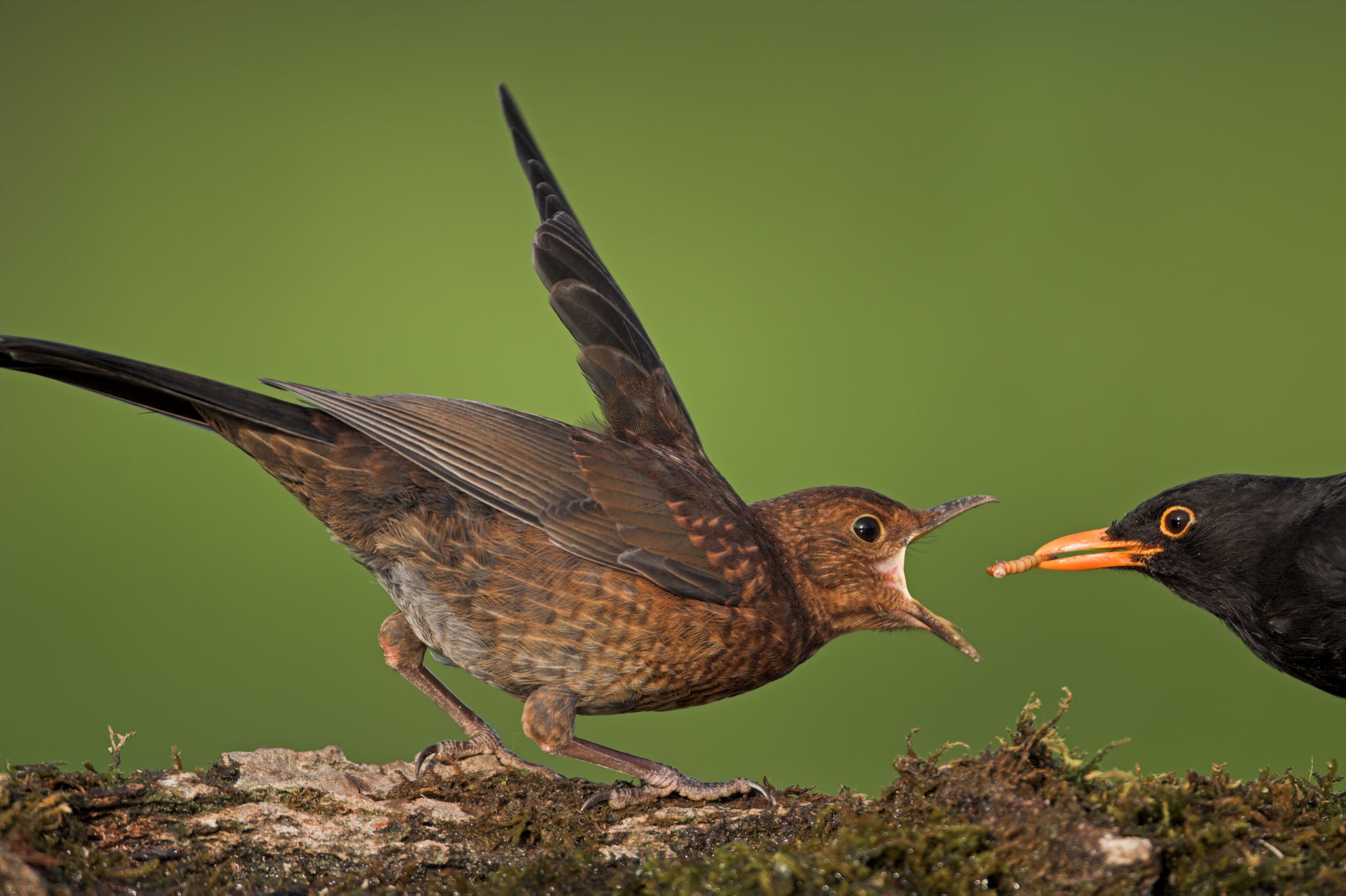 Foto: Mathias Schaef