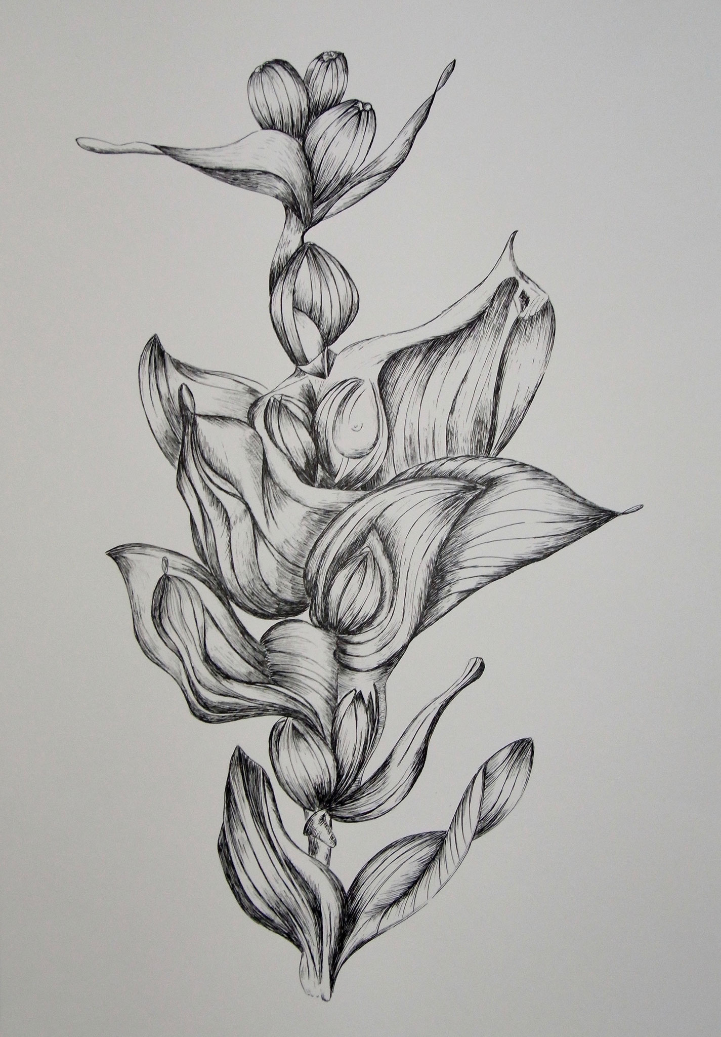 Metamorphose II, 29,5x41,5cm, Federzeichnung, 2001