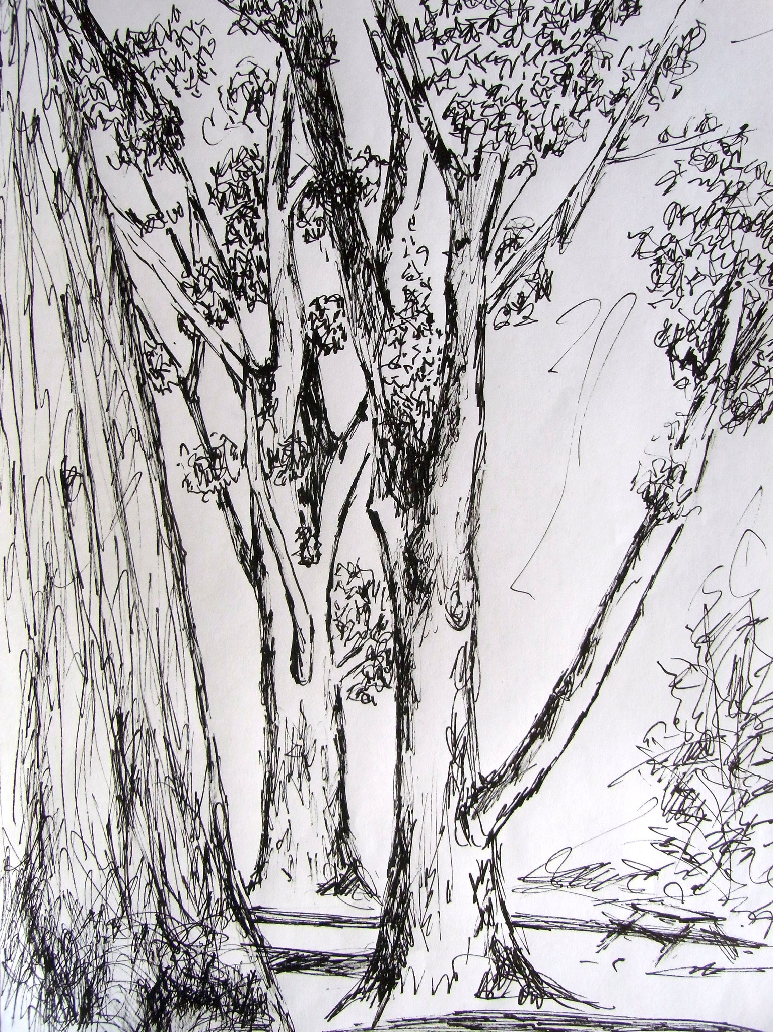 Pappeln, 21x30cm, Tusche