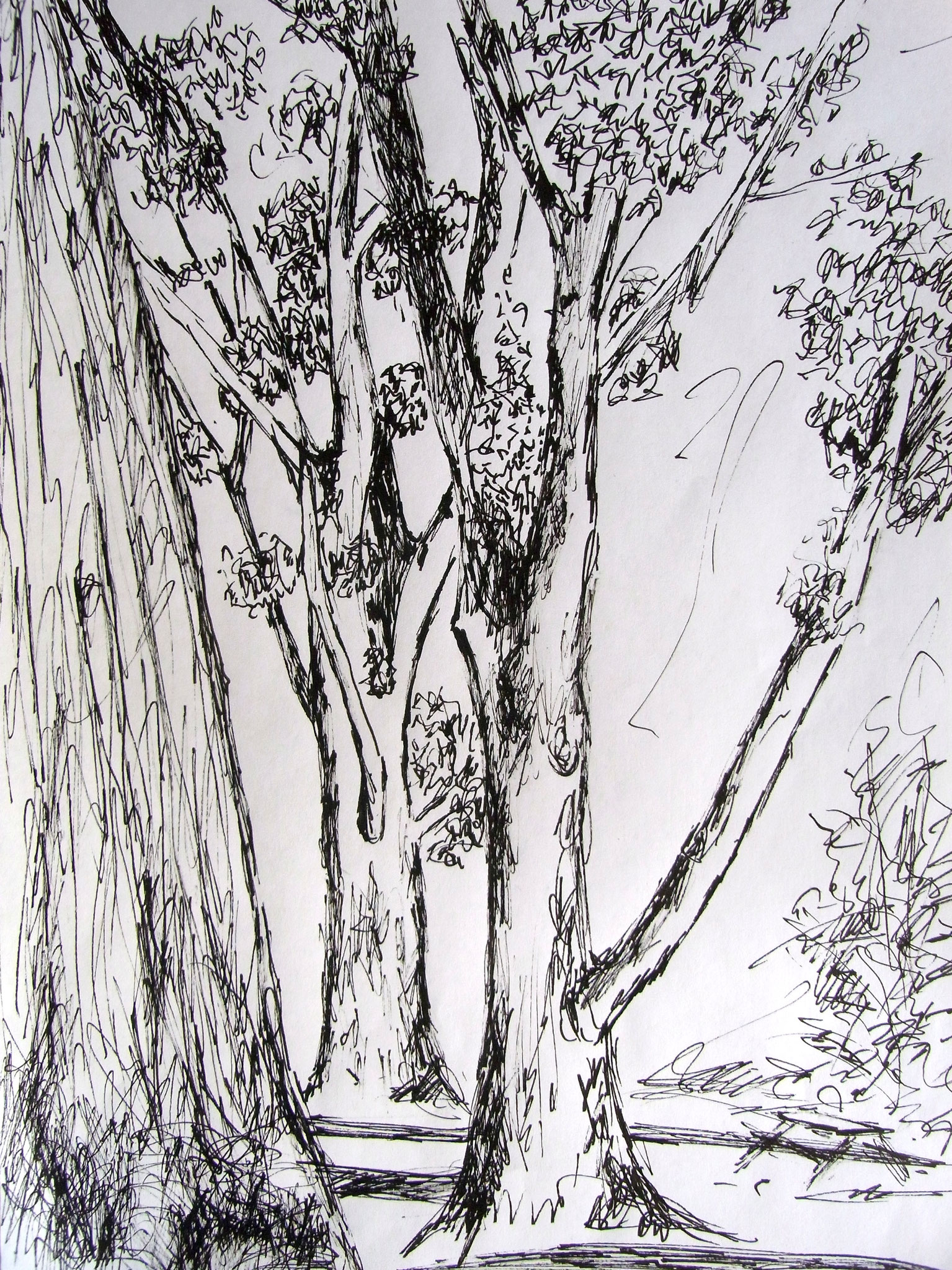 Pappeln, 21x30cm, Tusche, 2017