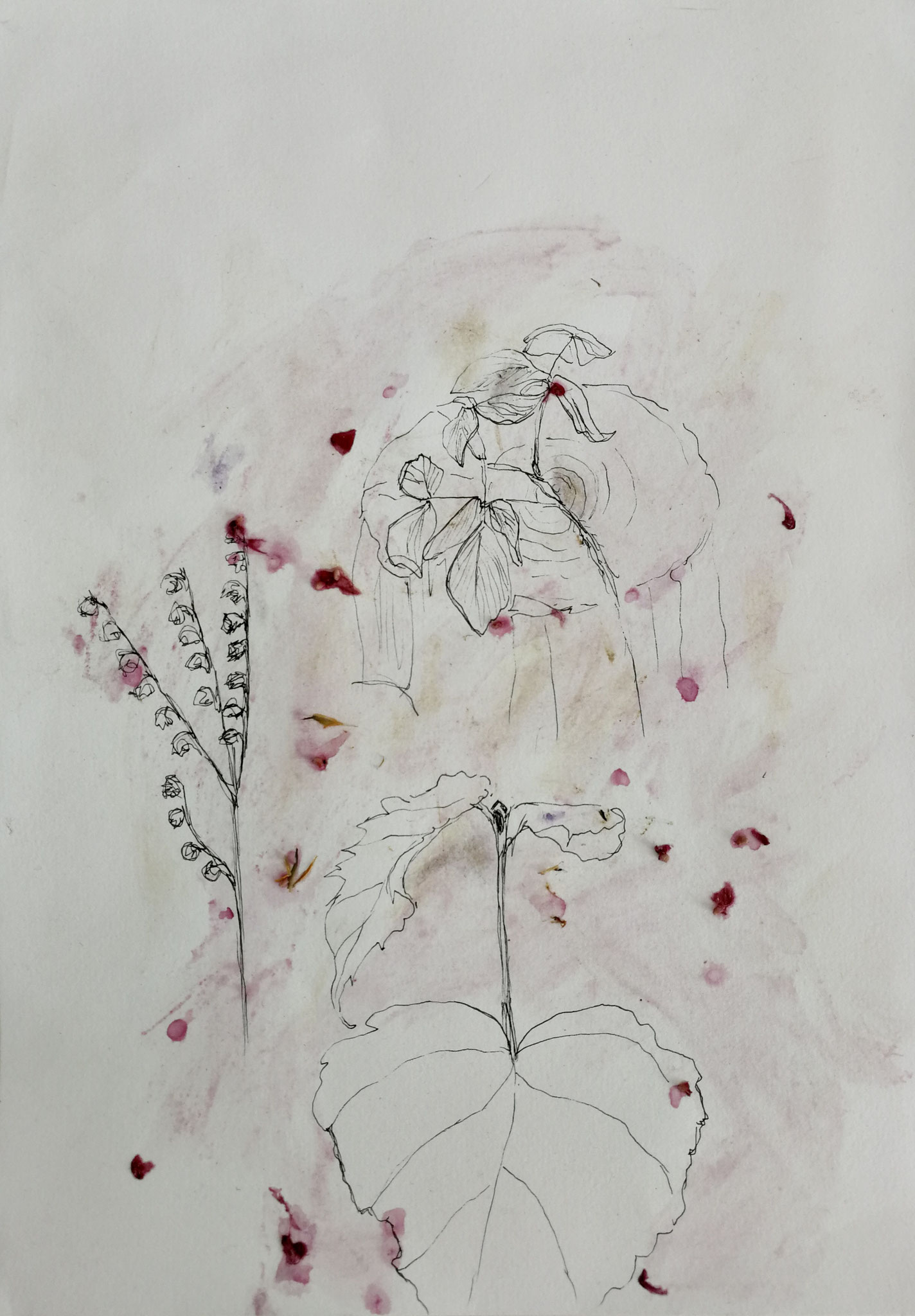 Zart, 21x29cm, Tusche und Pflanzenfarbe
