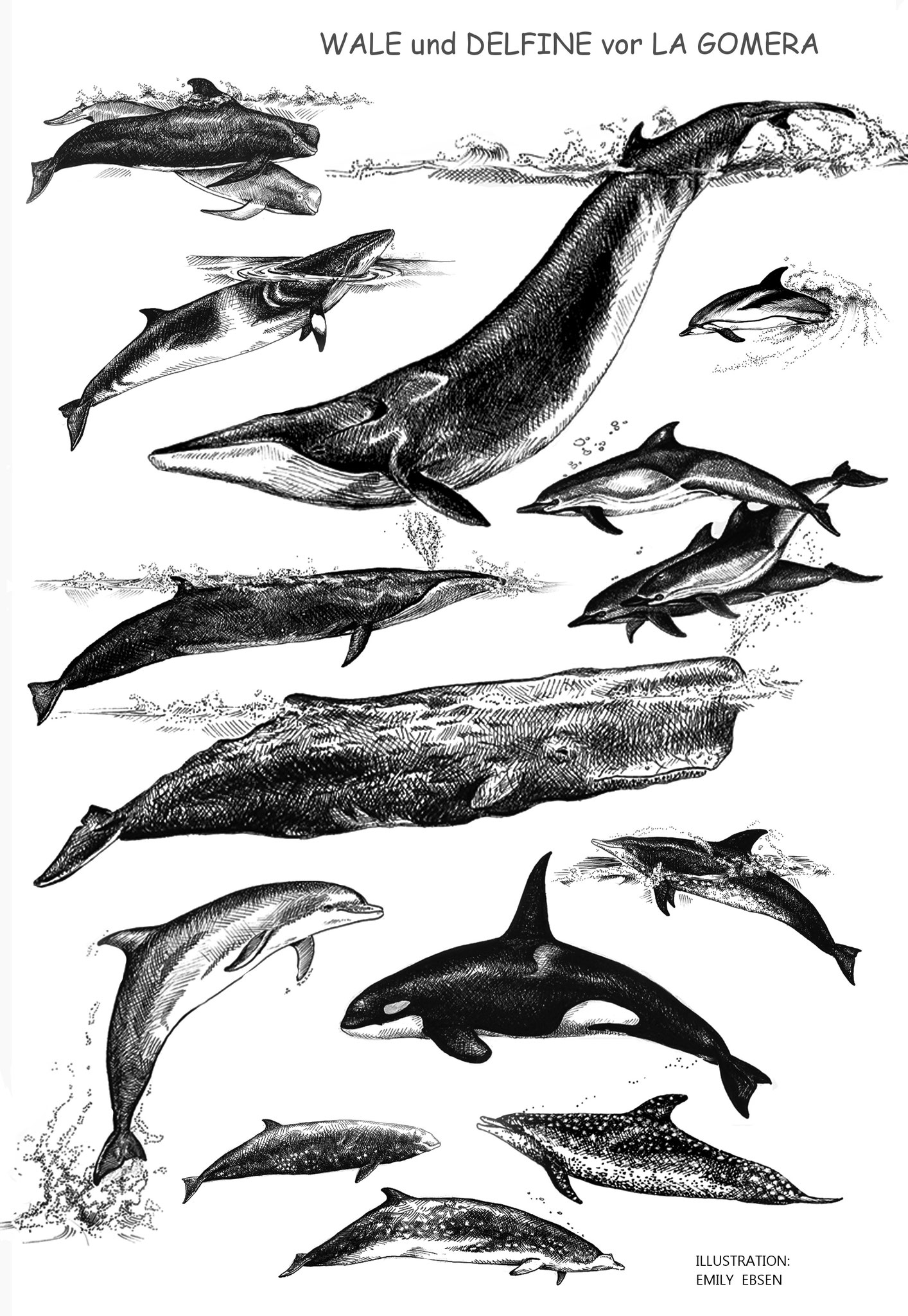 Illustration Wale und Delfine vor La Gomera: co Ebsen