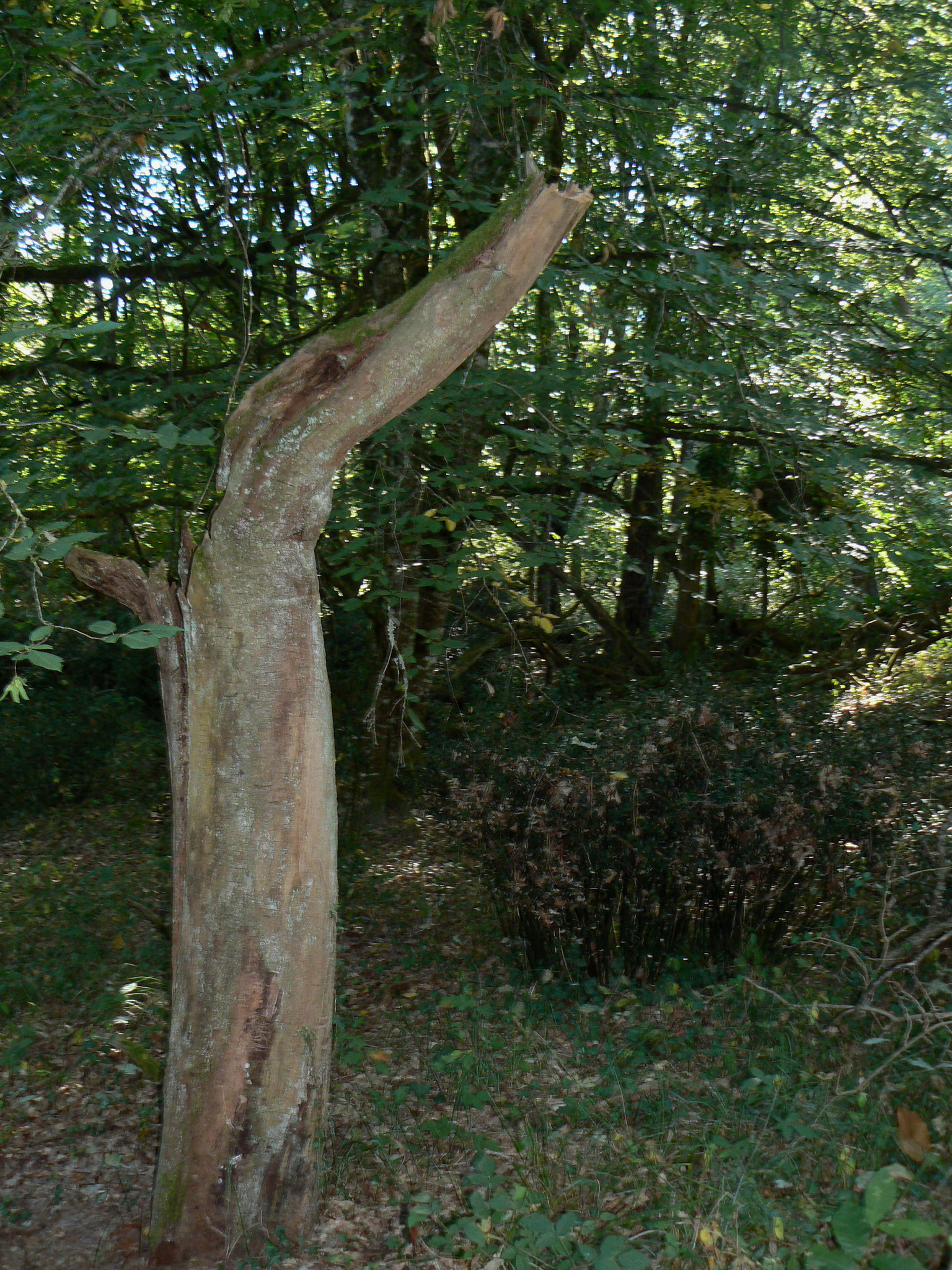 Les arbres morts  Du Land’Art à Fraisse Laissez aller votre imagination, que voyez –vous ?