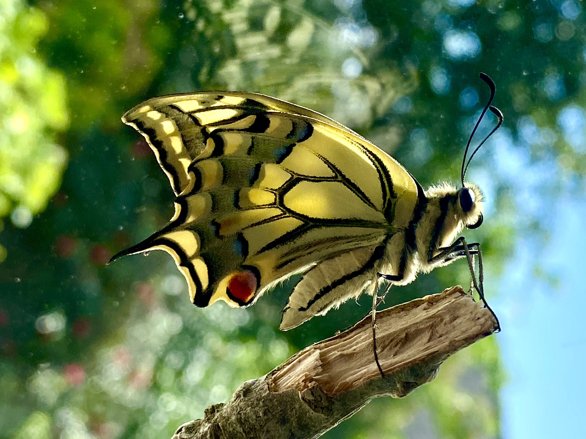 2 - Le Papillon
