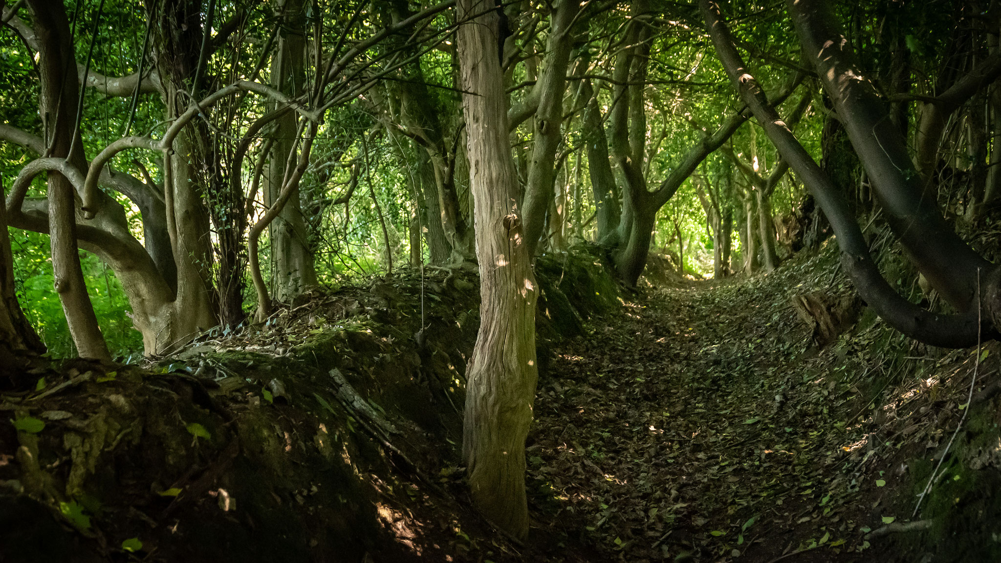 7 - Forêt fantastique