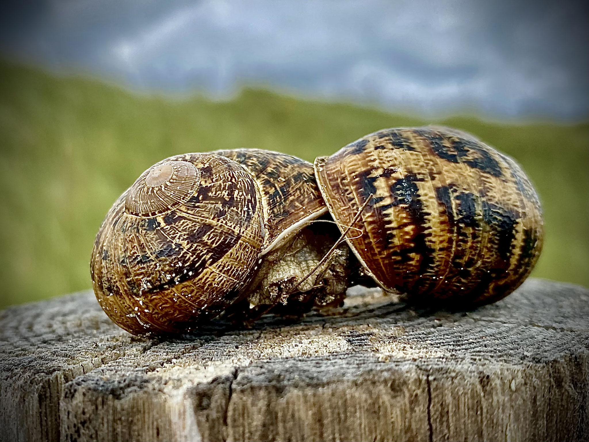 10 - Couple d'escargots