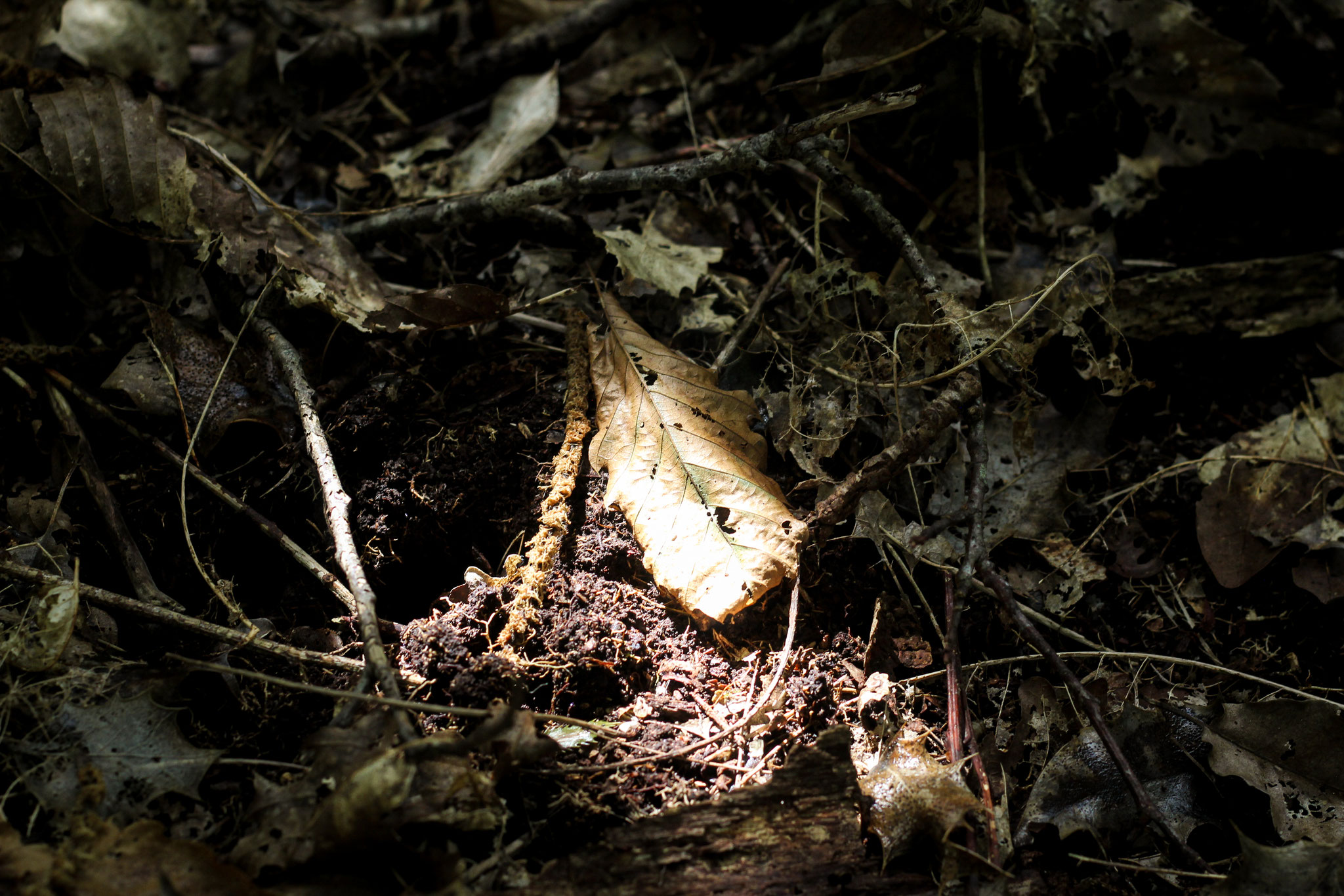 19 - Nature morte