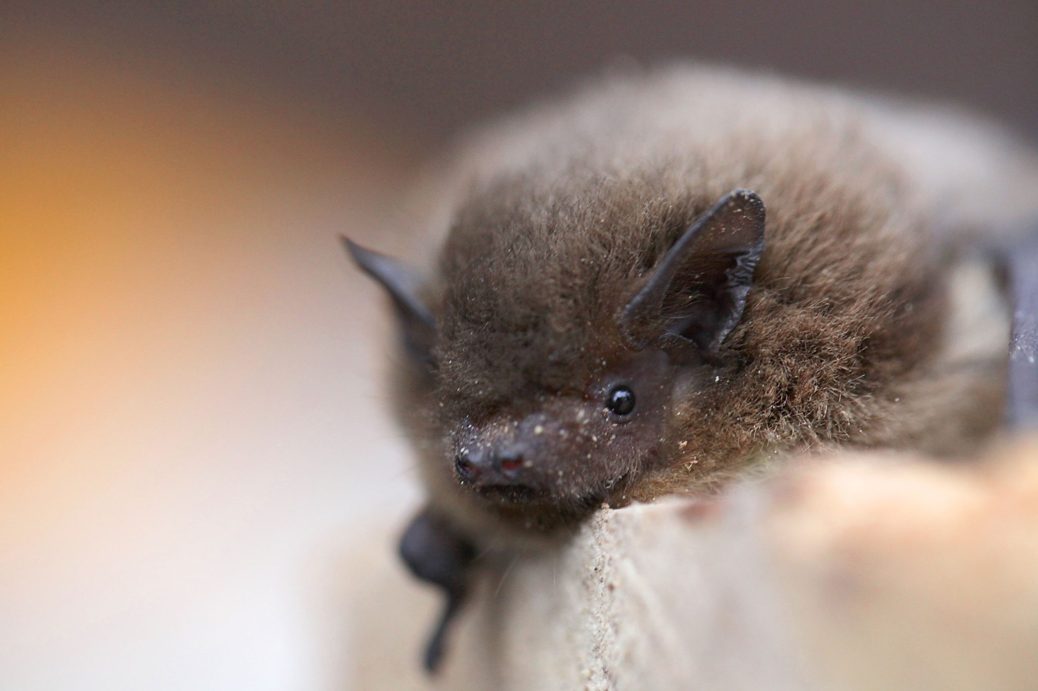 Rauhautfledermaus © Ralph Sturm, LBV Bildarchiv