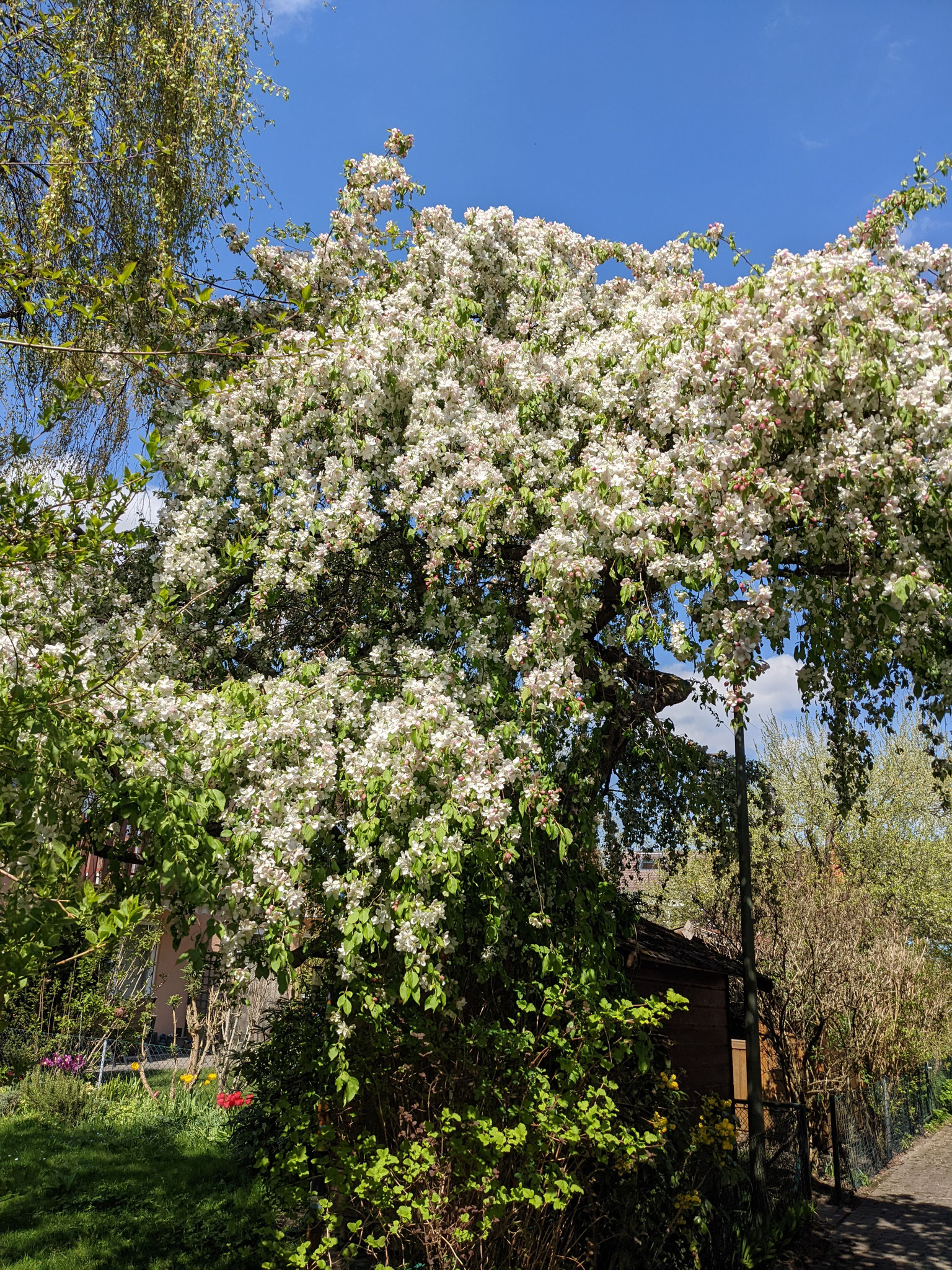 © Sabine, Zierapfel, Puchheim – Frühling