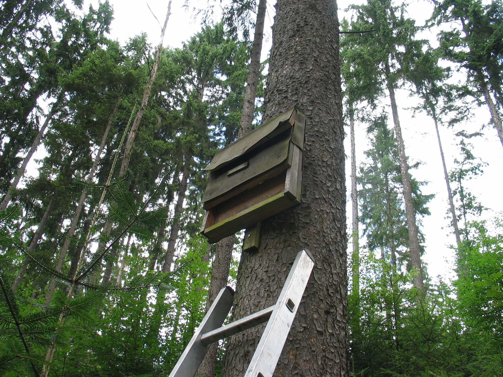 Fledermauskasten © Dr. Christian Stierstorfer, LBV Bildarchiv