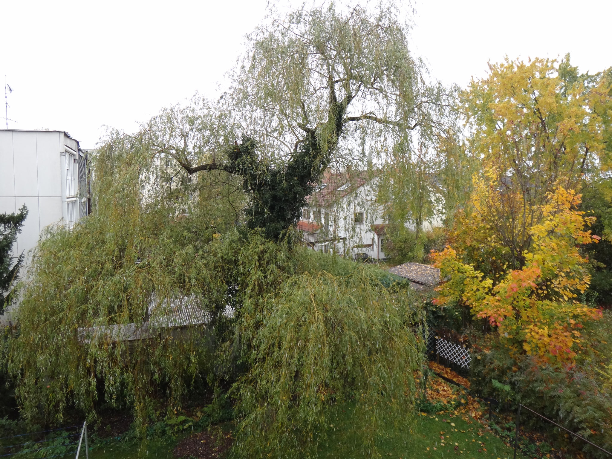 © Rosi, Trauerweide – Herbst