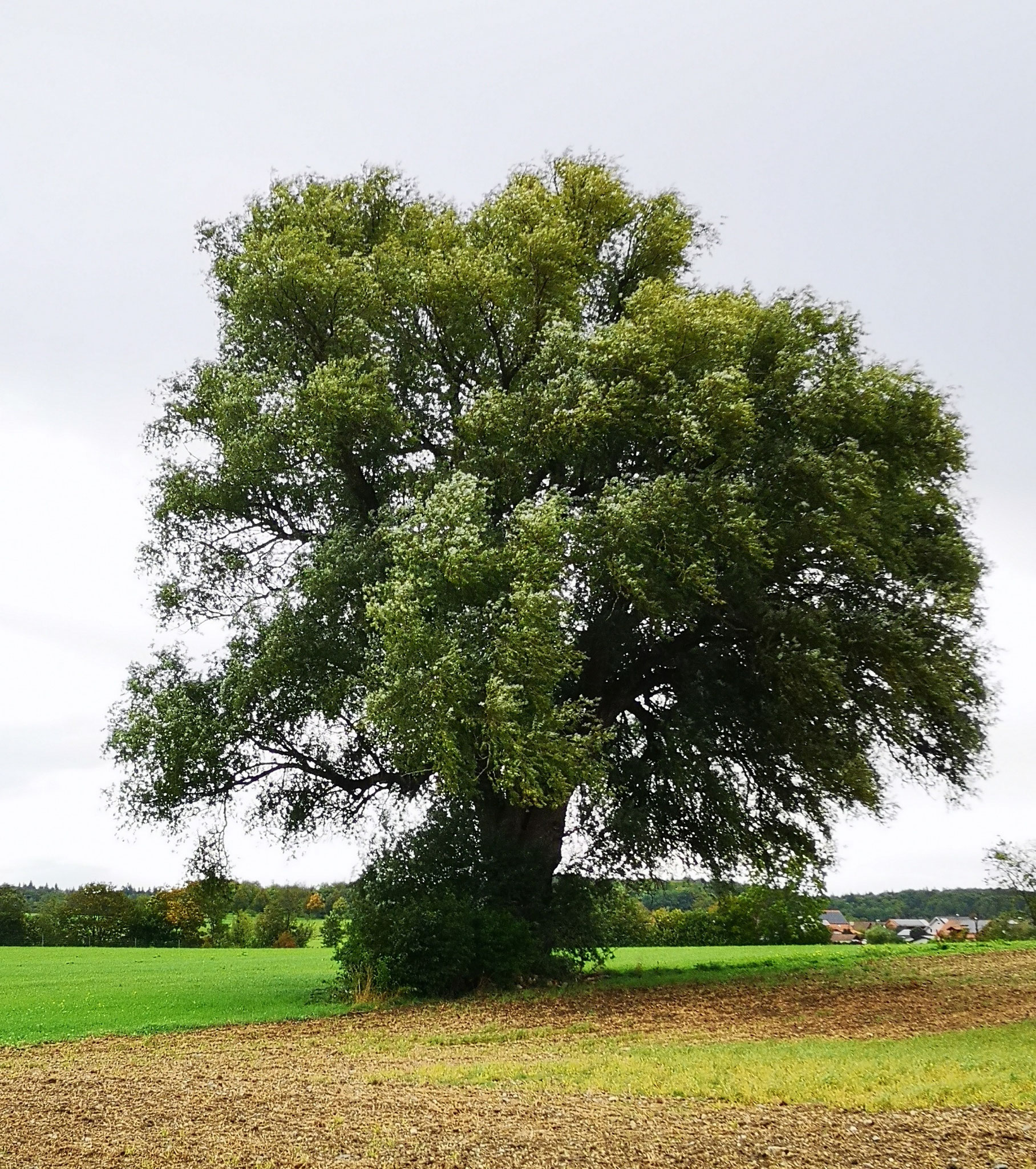 © Anton, Türkenfeld – Spätsommer