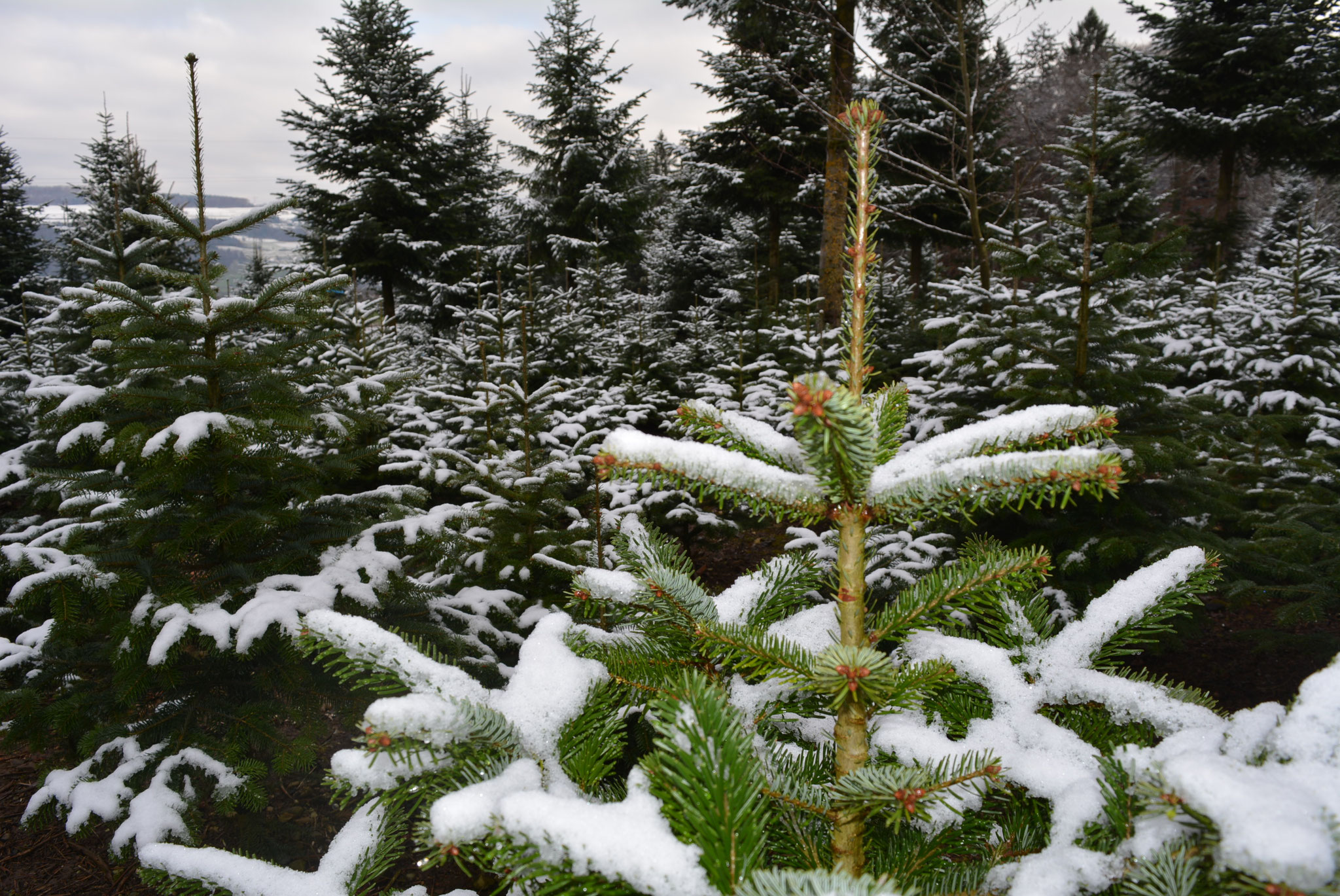 FeldmannFarm Aktuell Weihnachtsbaum FeldmannFarm