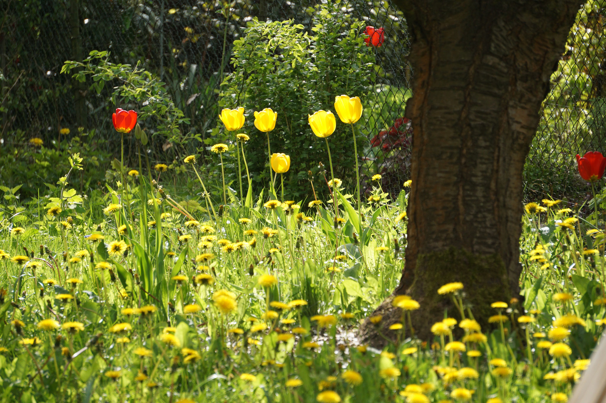 Frühlingsgetummel in der "Bunten Flora".