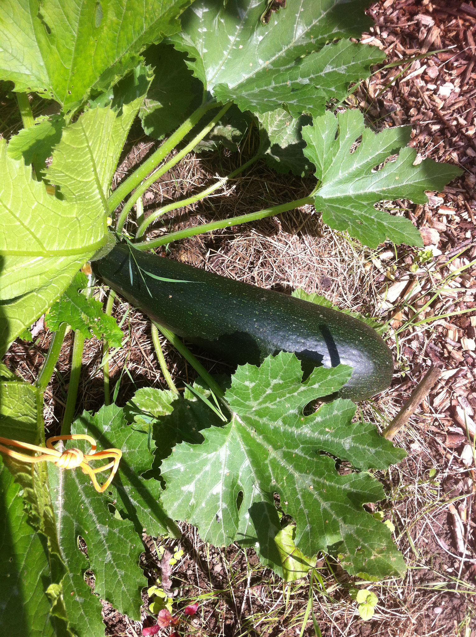 August ist Erntezeit. Und wir können wahrhafte Prachtexemplare ernten. 