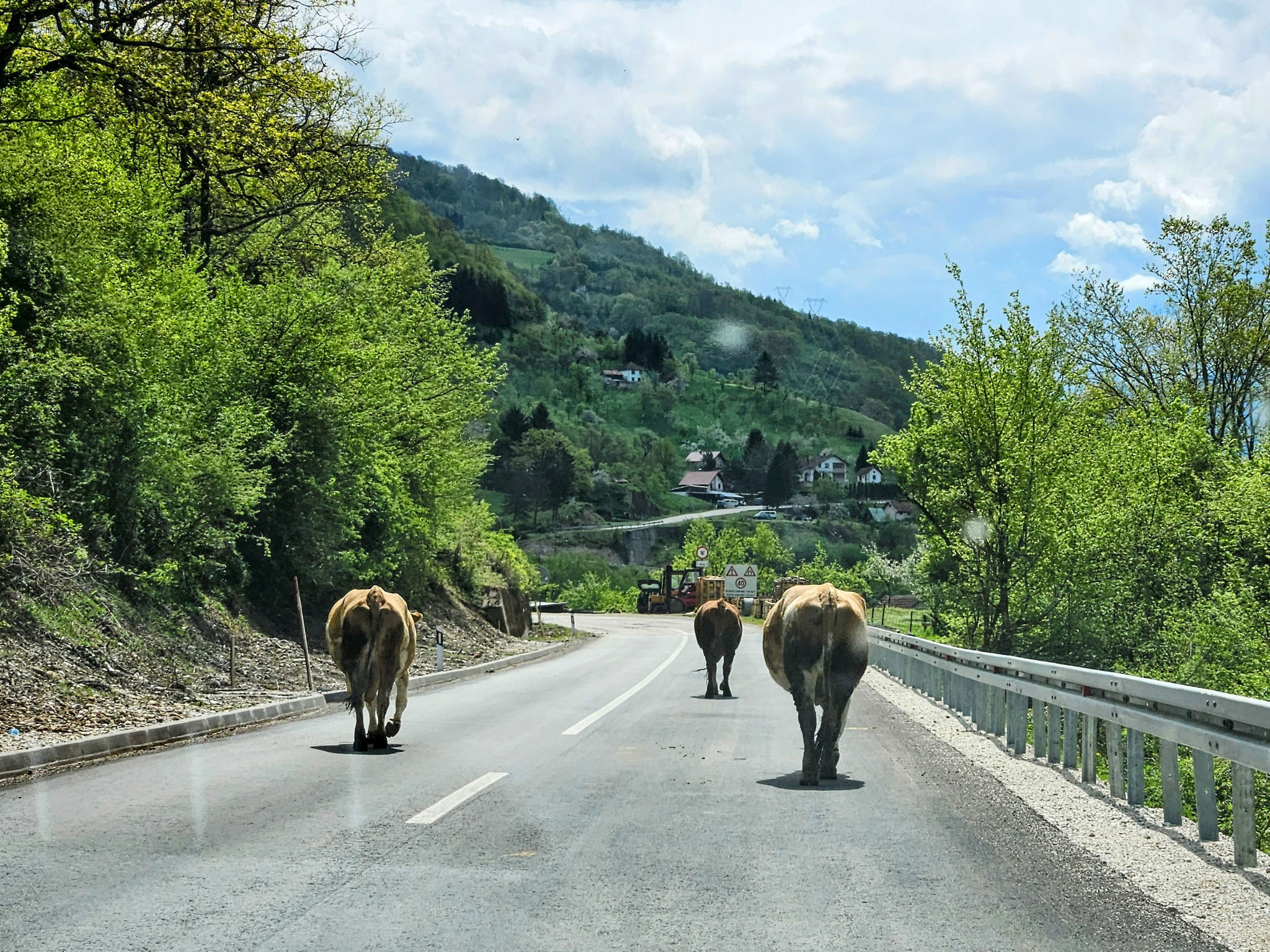 Kühe in Bosnien-Herzegowina