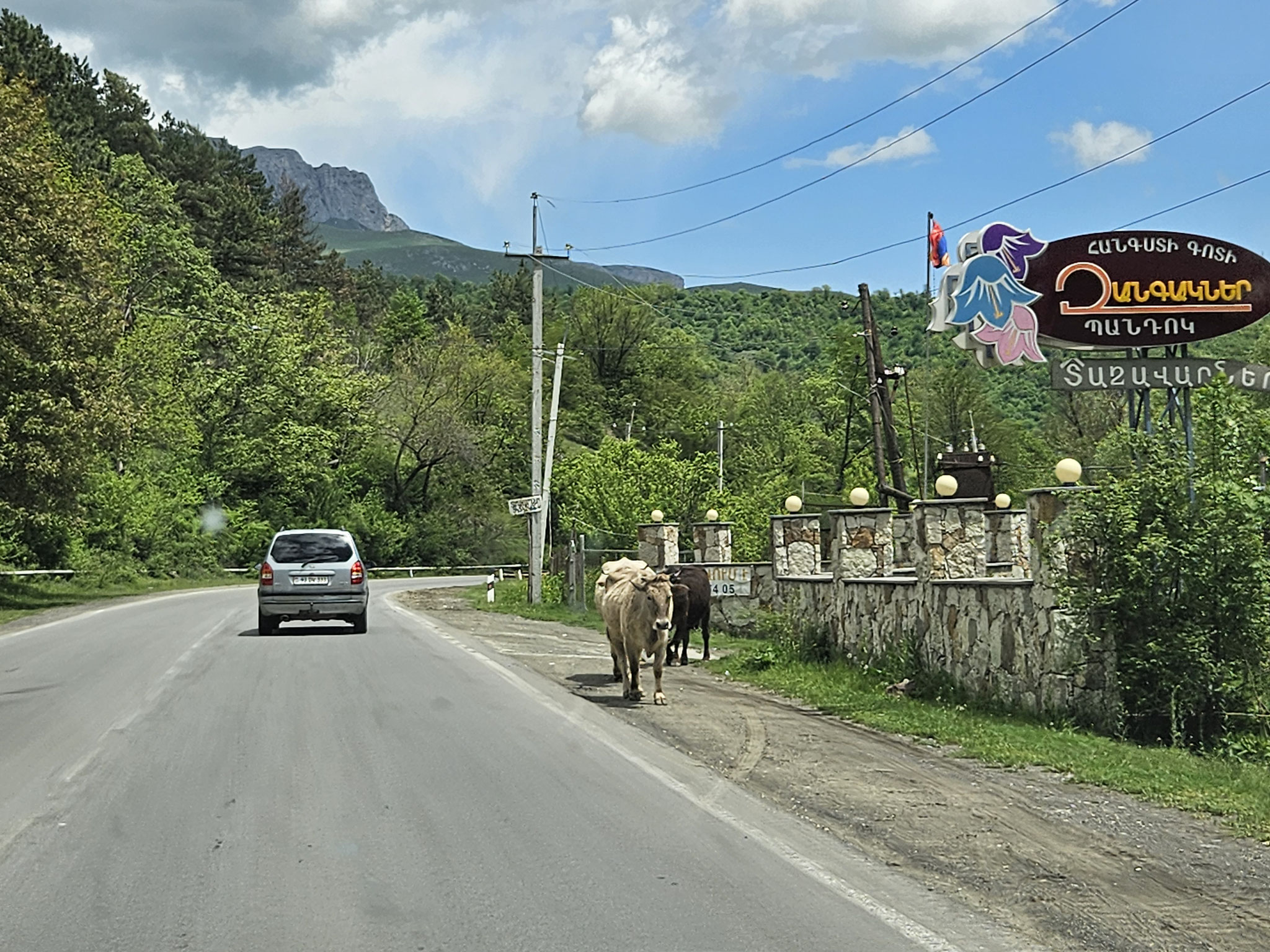 Kühe in Armenien