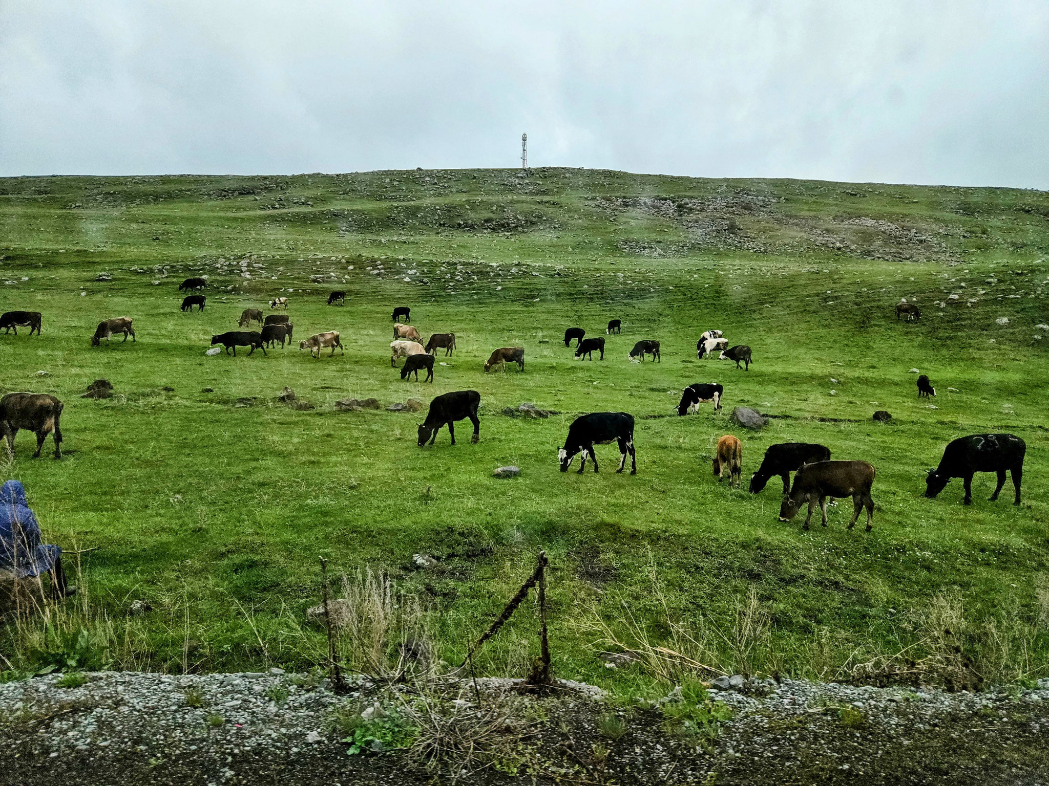 Kühe in Georgien