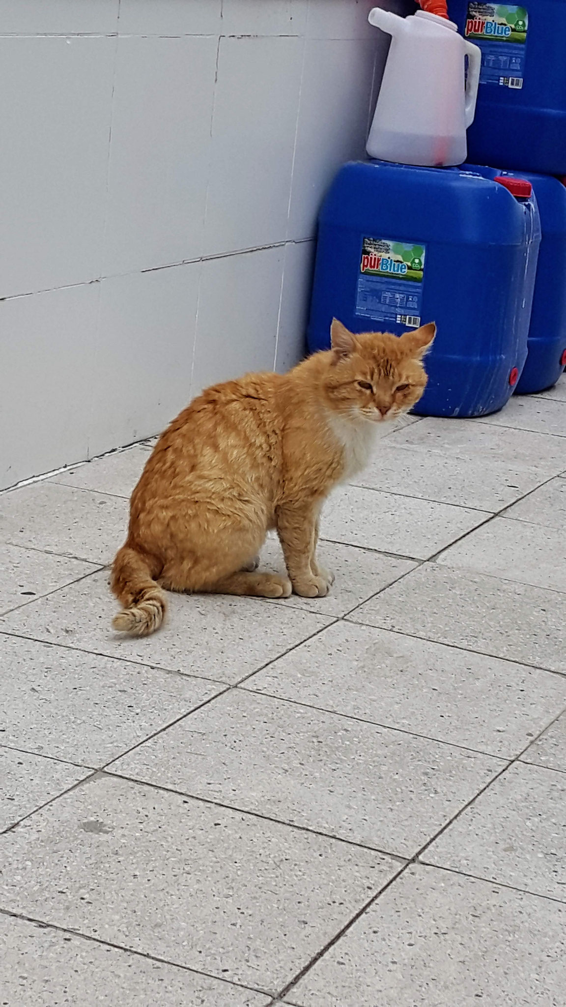 ... mit Tankstellenkater