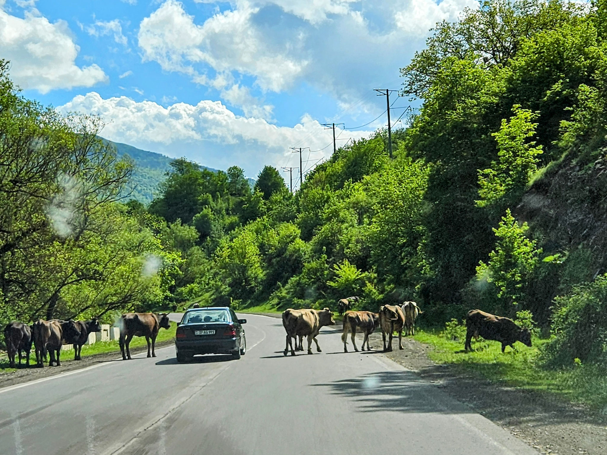 Kühe in Armenien