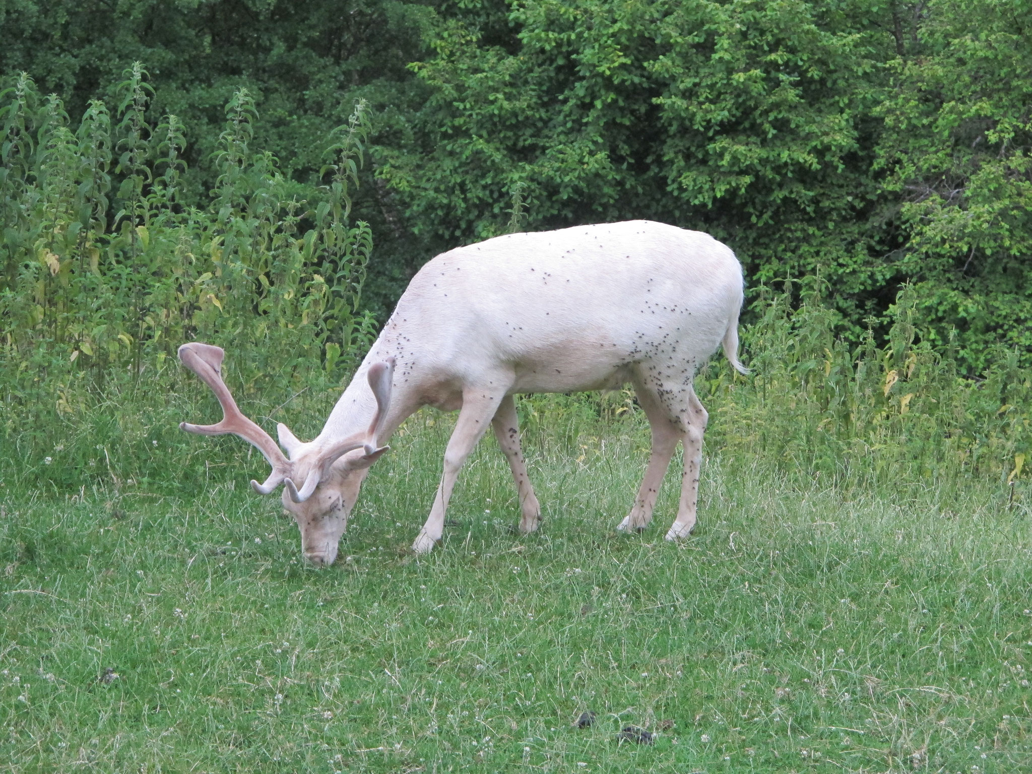 Dammhirsch - Albino, der weiße Hirsch aus dem Märchen der Brüder Grimm