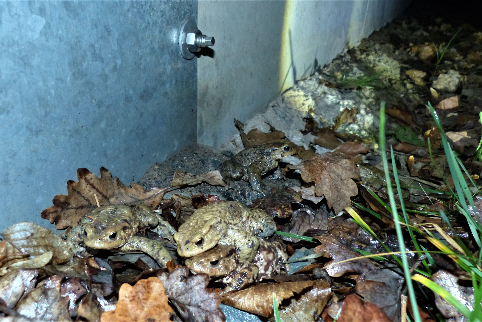 Ein Erdkrötenpärchen nutzt die Leitanlage - Foto: K-H. Fuldner