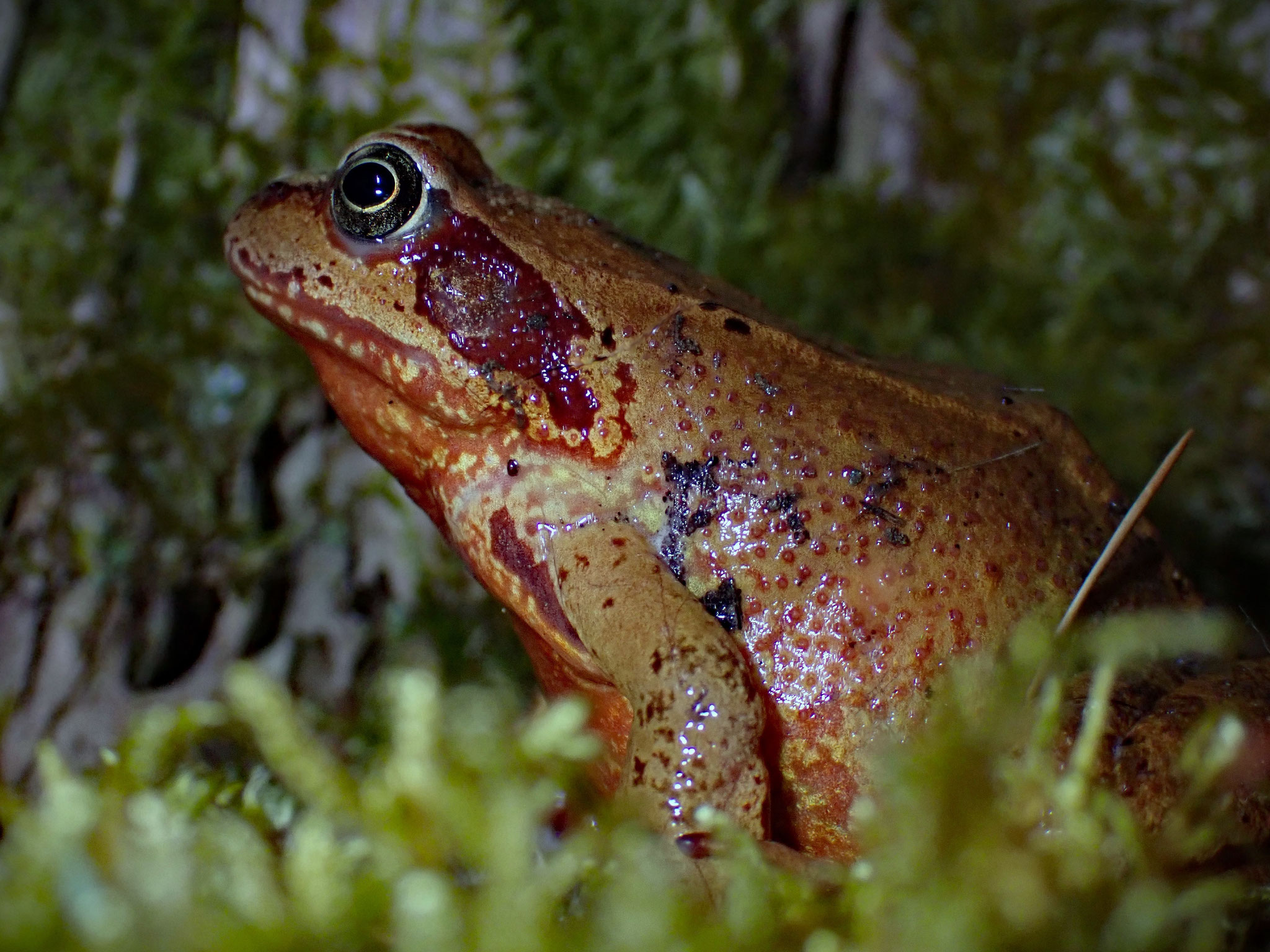 Grasfrosch - Foto: Stefan Knipf