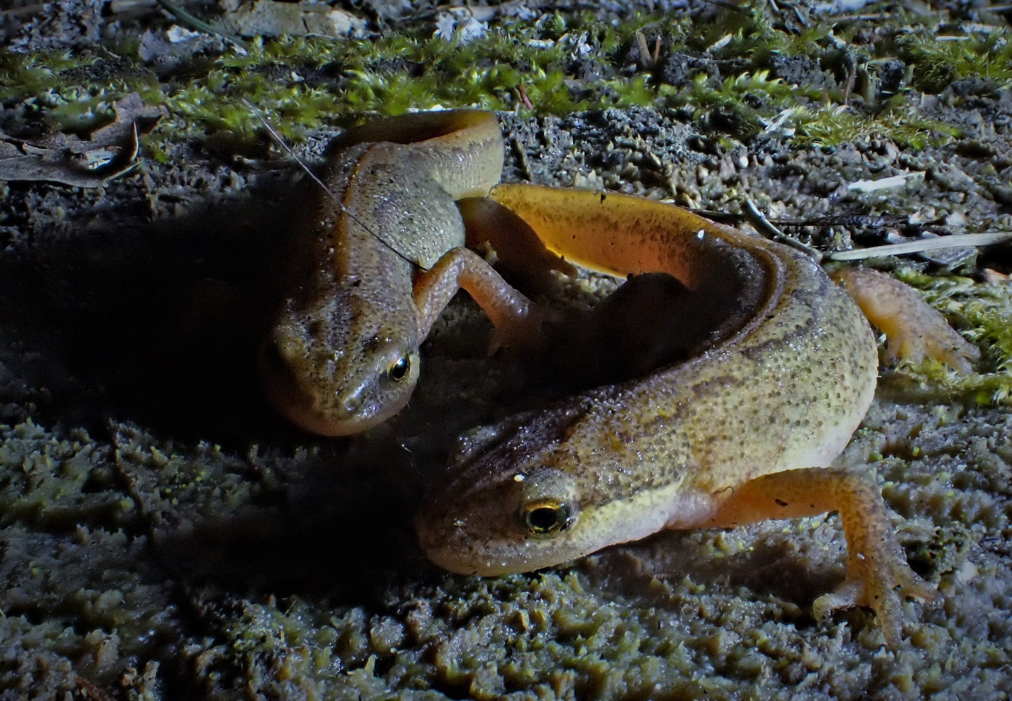 Teichmolche - Foto: Stefan Knipf