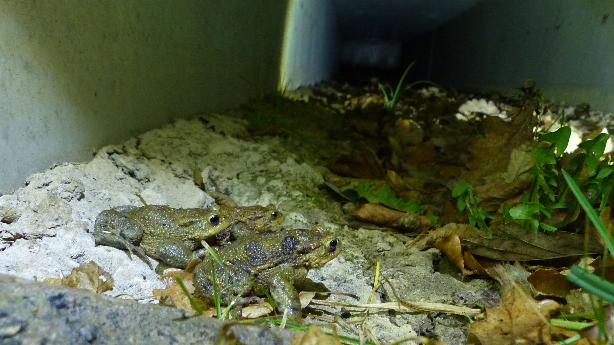 Erste Erdkrötenmännchen im Tunnel - Foto: K-H. Fuldner
