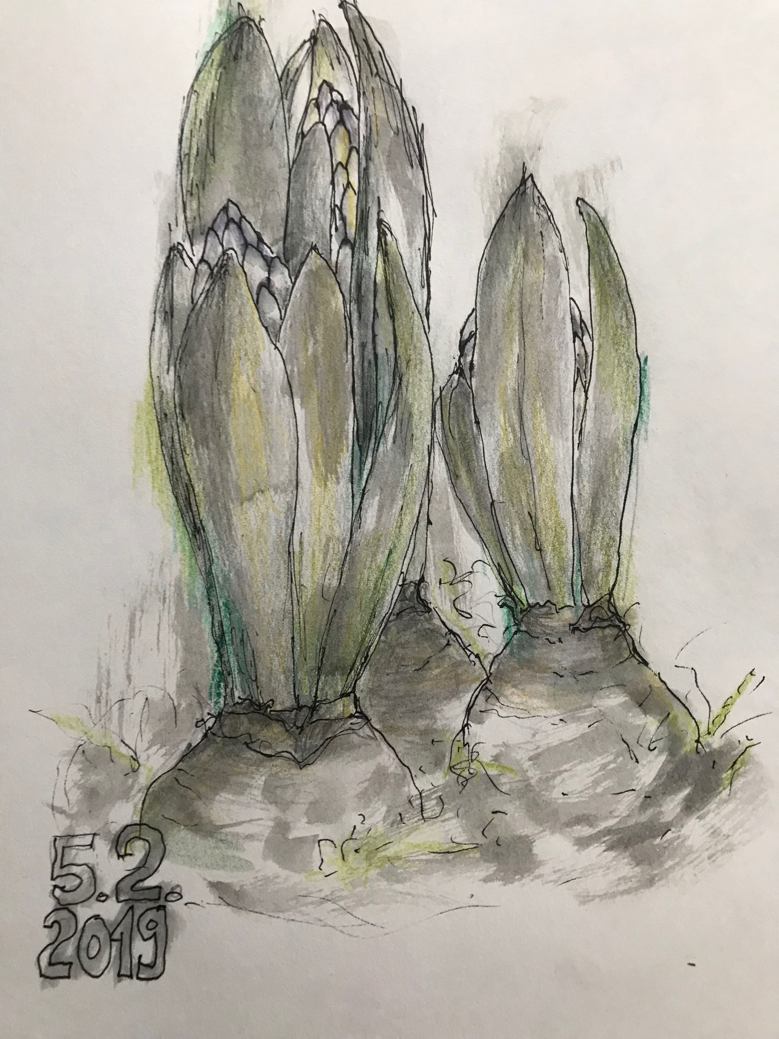 Hyazinthen Aquarell   24x30cm